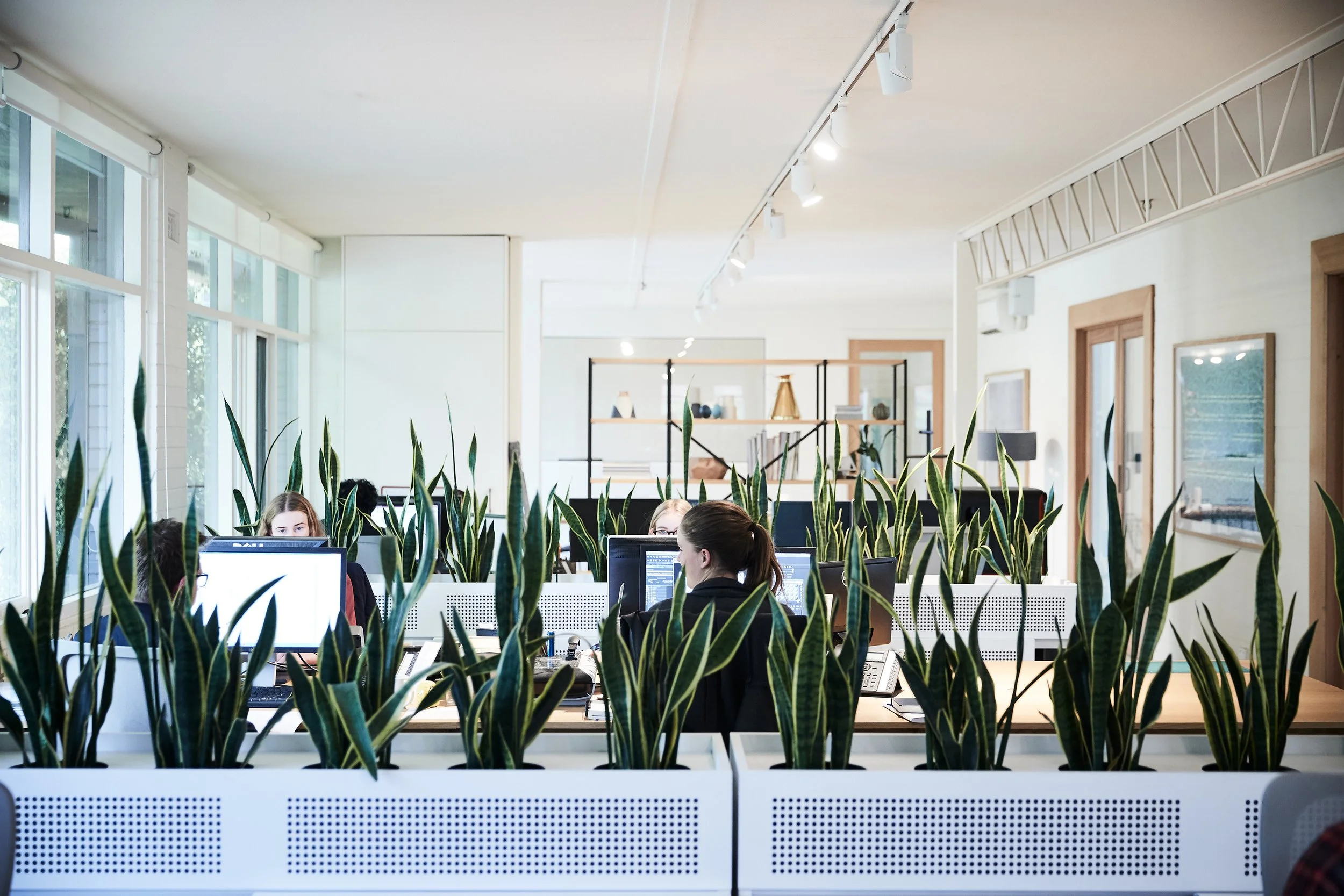 Office space with employees working at desks behind large potted plants, large windows on the left, and light-colored walls and ceiling.