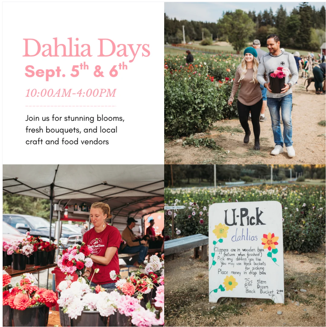 Dahlia Days!