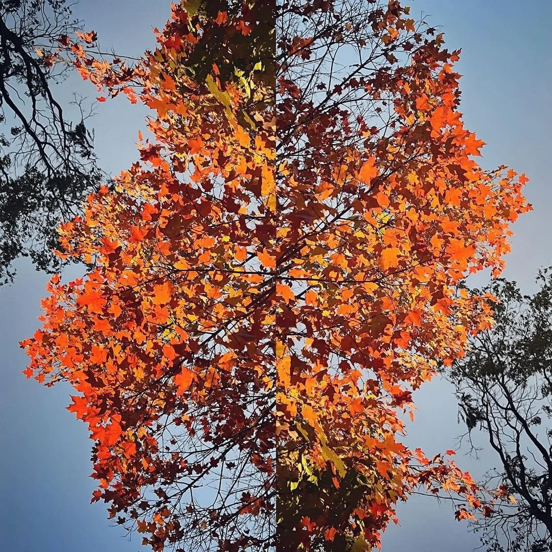 NumionusWorld-Foliage-20211031 -Supernova2.jpeg