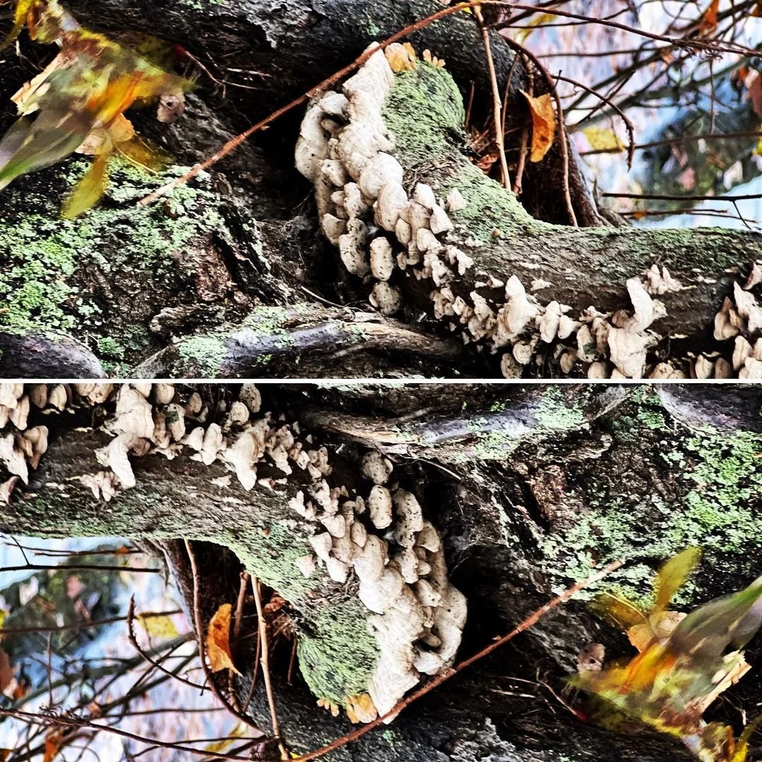 NumionusWorld-Foliage-20211123 -TentaclesofDecay.jpeg