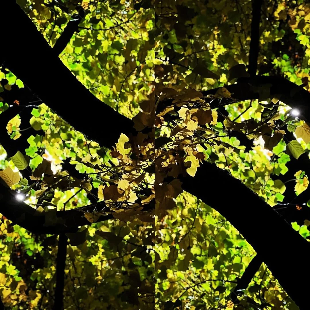 NuminousWorld-Foliage-20211112_TrippyTreesSprialLights.jpeg