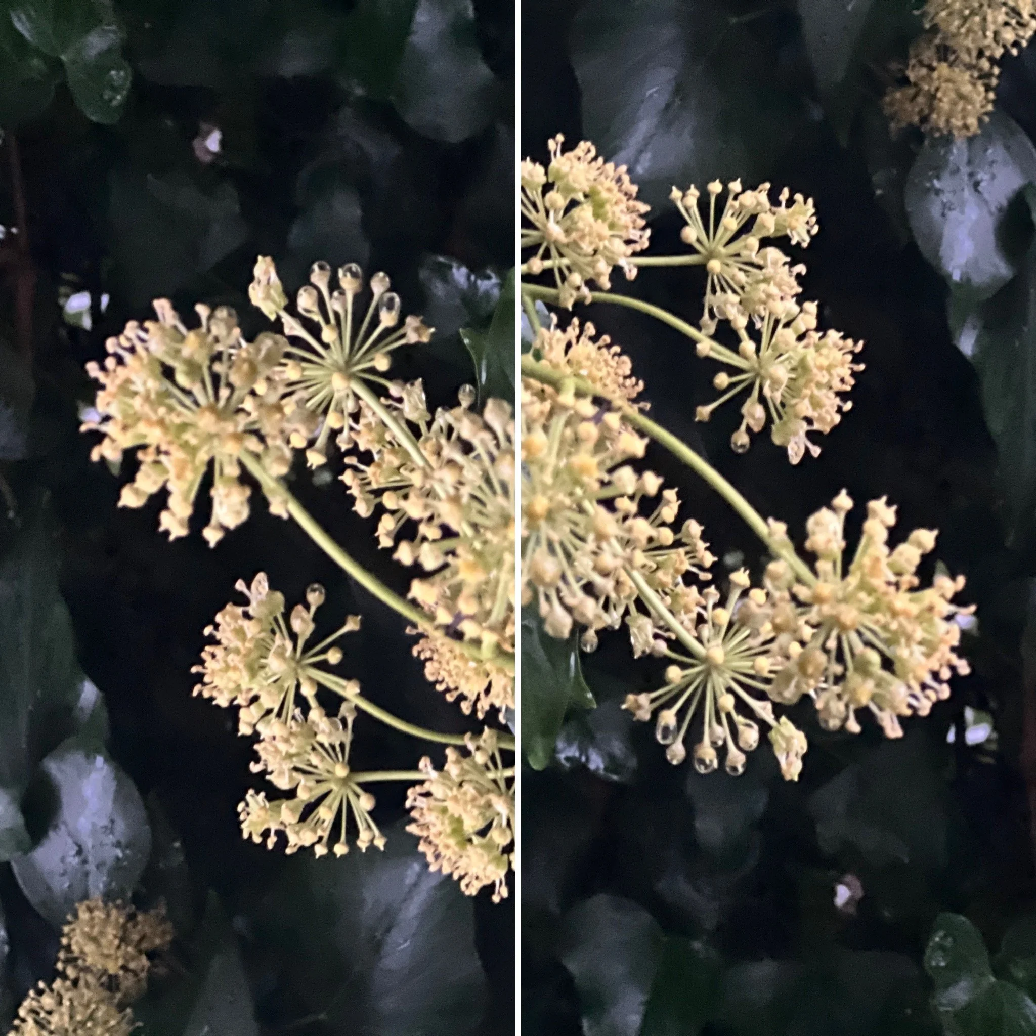 Numinous-ComeIntotheLight- - 15.jpg