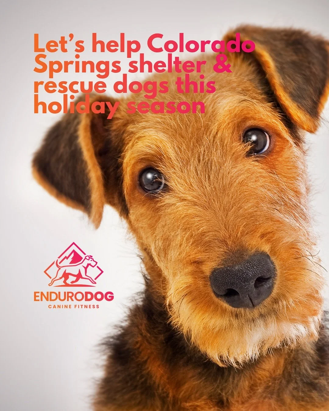 🧡 In the spirit of Giving Tuesday&hellip;
We&rsquo;re spending December giving back to the dogs who need it most. Throughout the month, EnduroDog would love to partner with local Colorado Springs animal shelters and rescues to offer free treadmill c