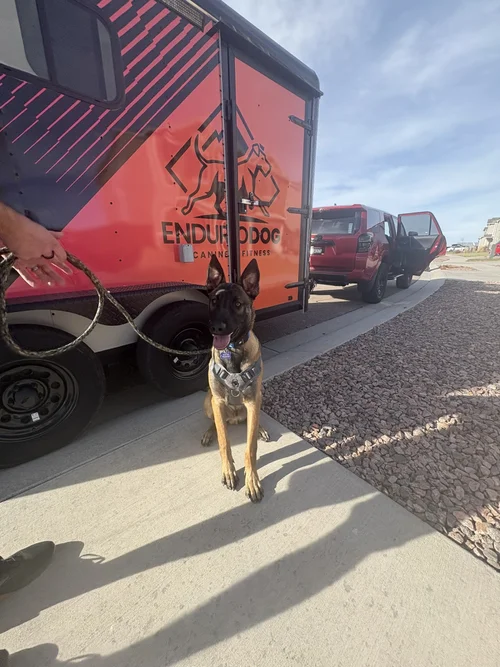 Blue, a Belgian Malinois, on the treadmill
