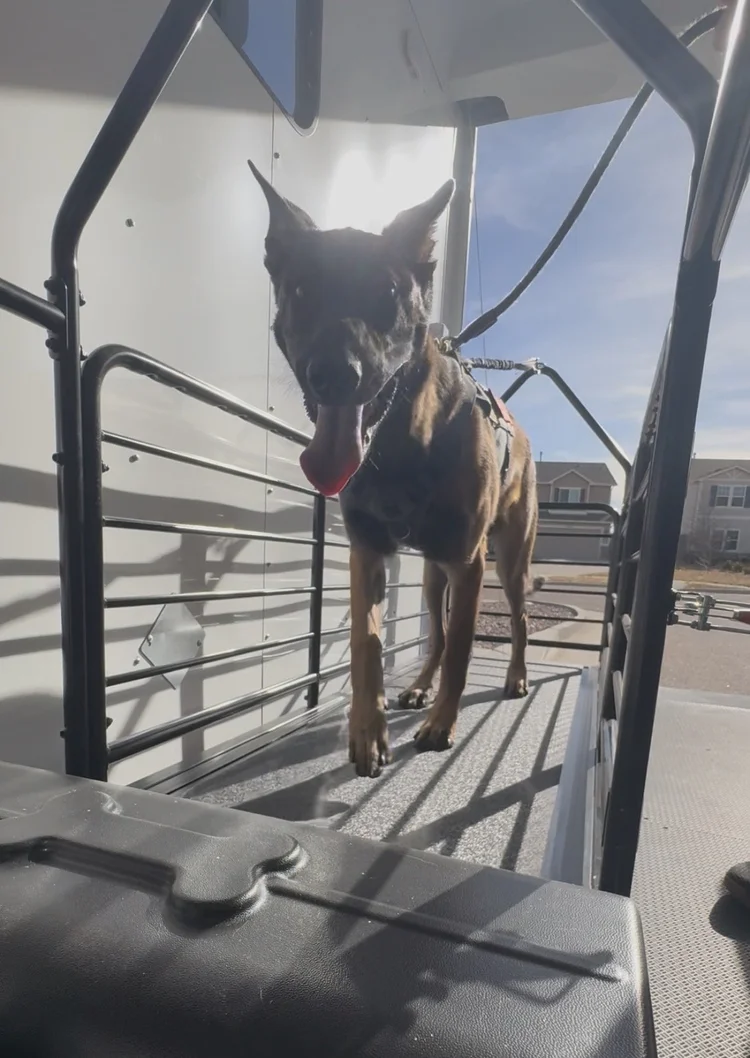 Dog conditioning on a canine treadmill inside the mobile gym