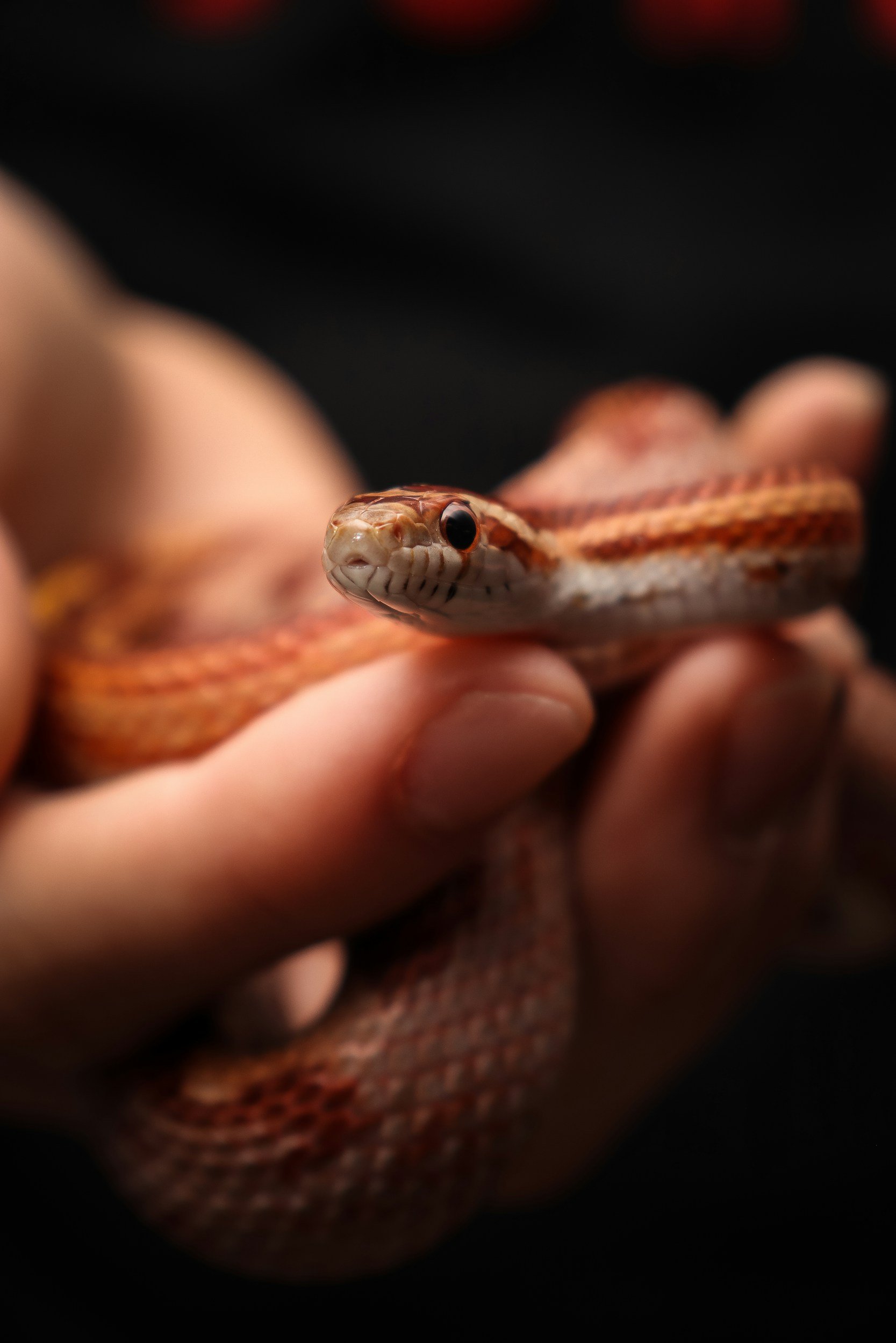 Non-Venomous Aversion Training