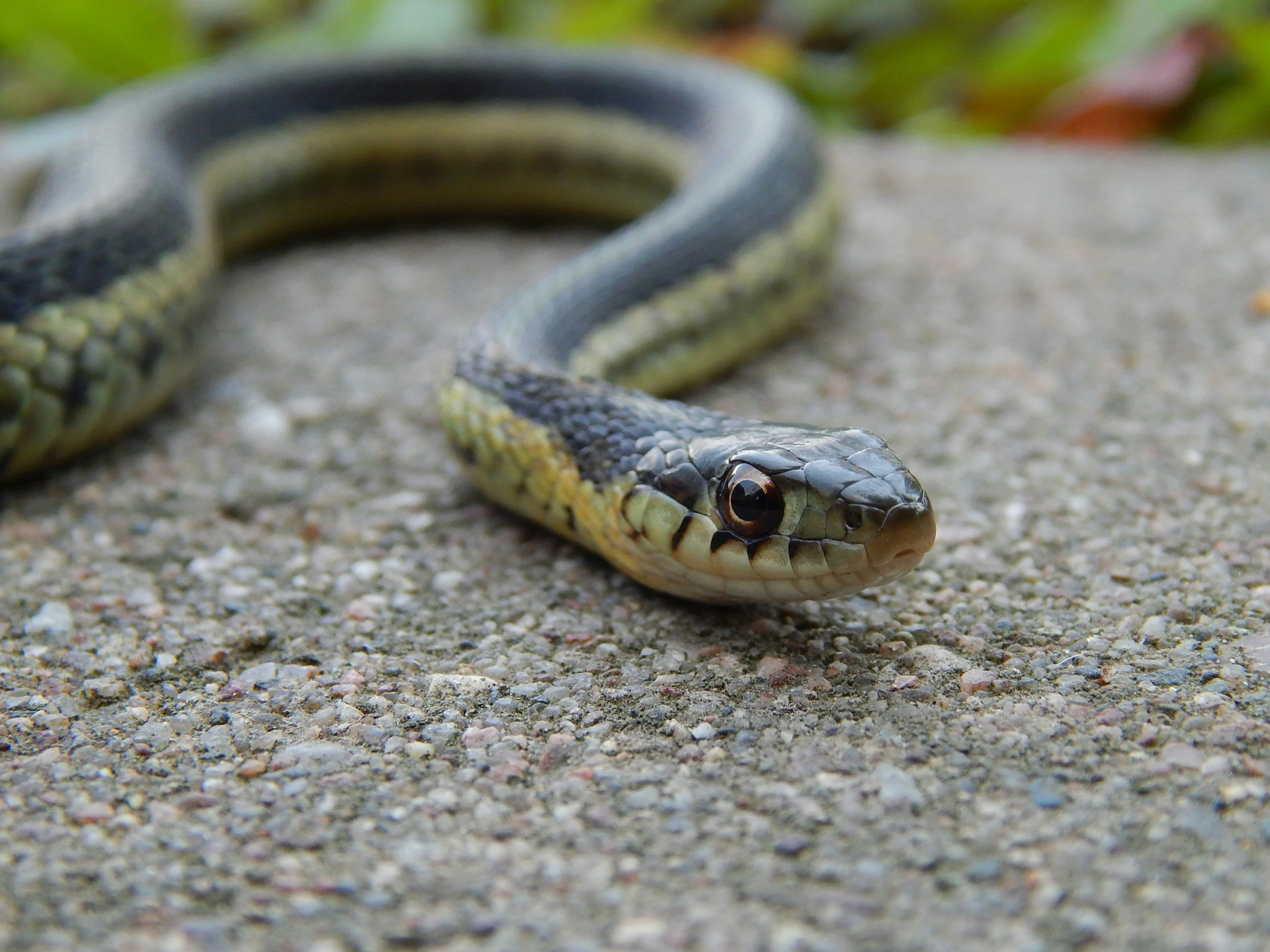 Non-Venomous Aversion Training
