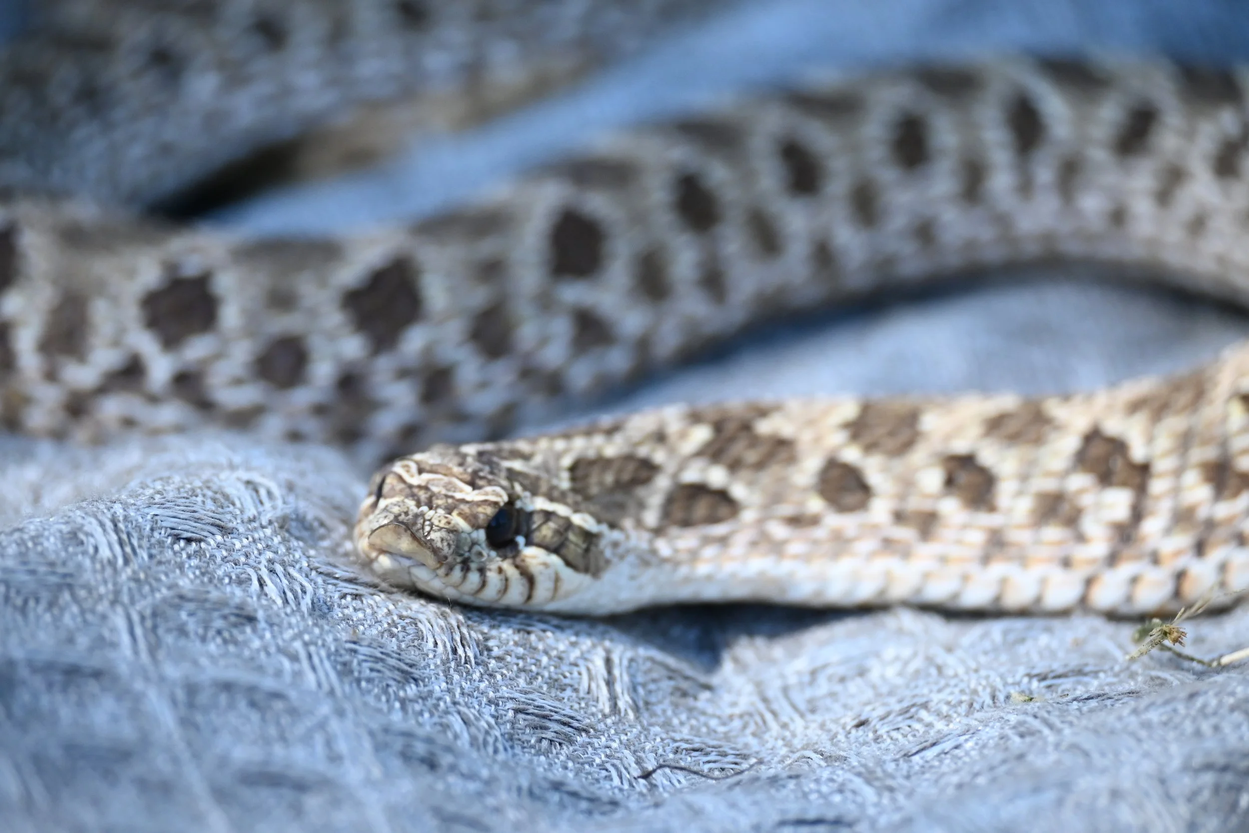 Non-Venomous Aversion Training 