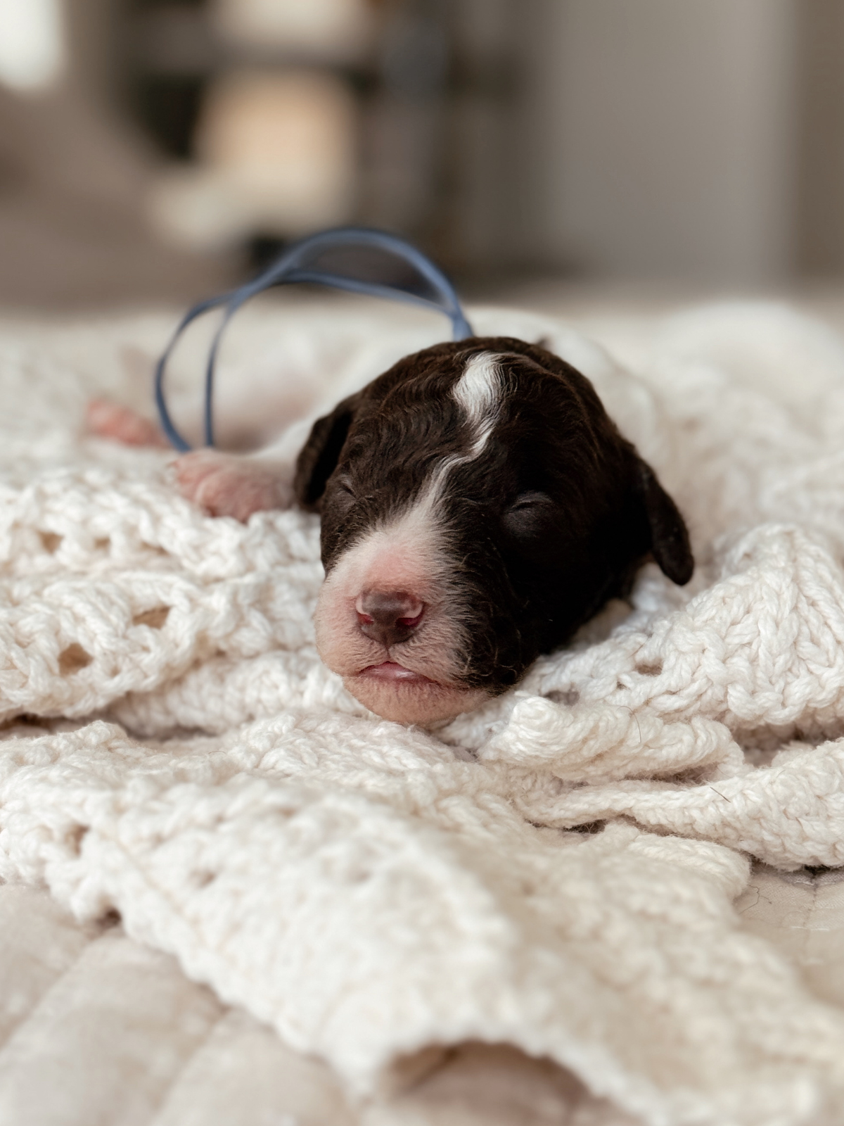 Gyoza, a one-week-old chocolate parti male Mini Bernedoodle puppy.