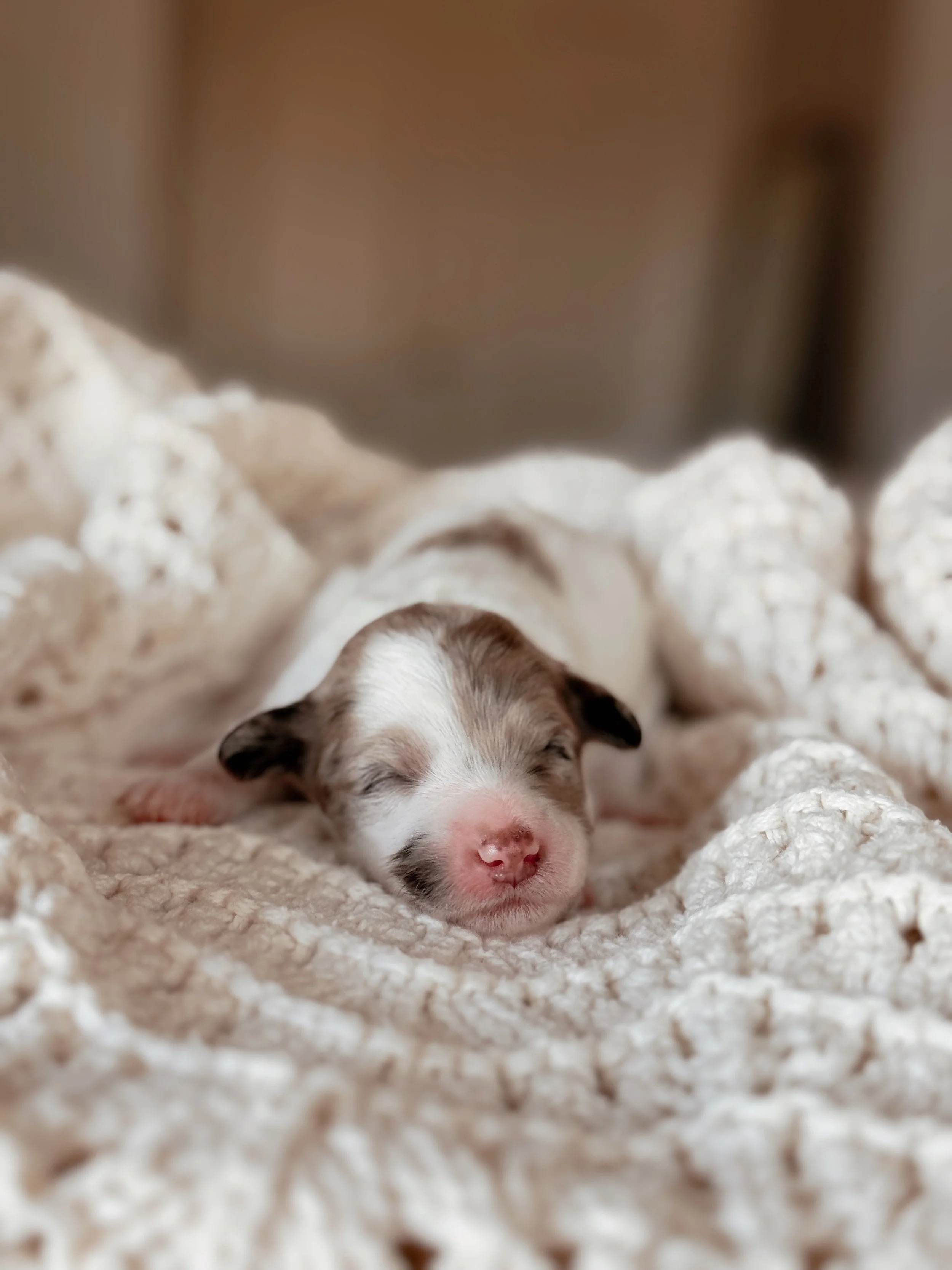 Everglade, a Mini Bernedoodle puppy, at 1 week old