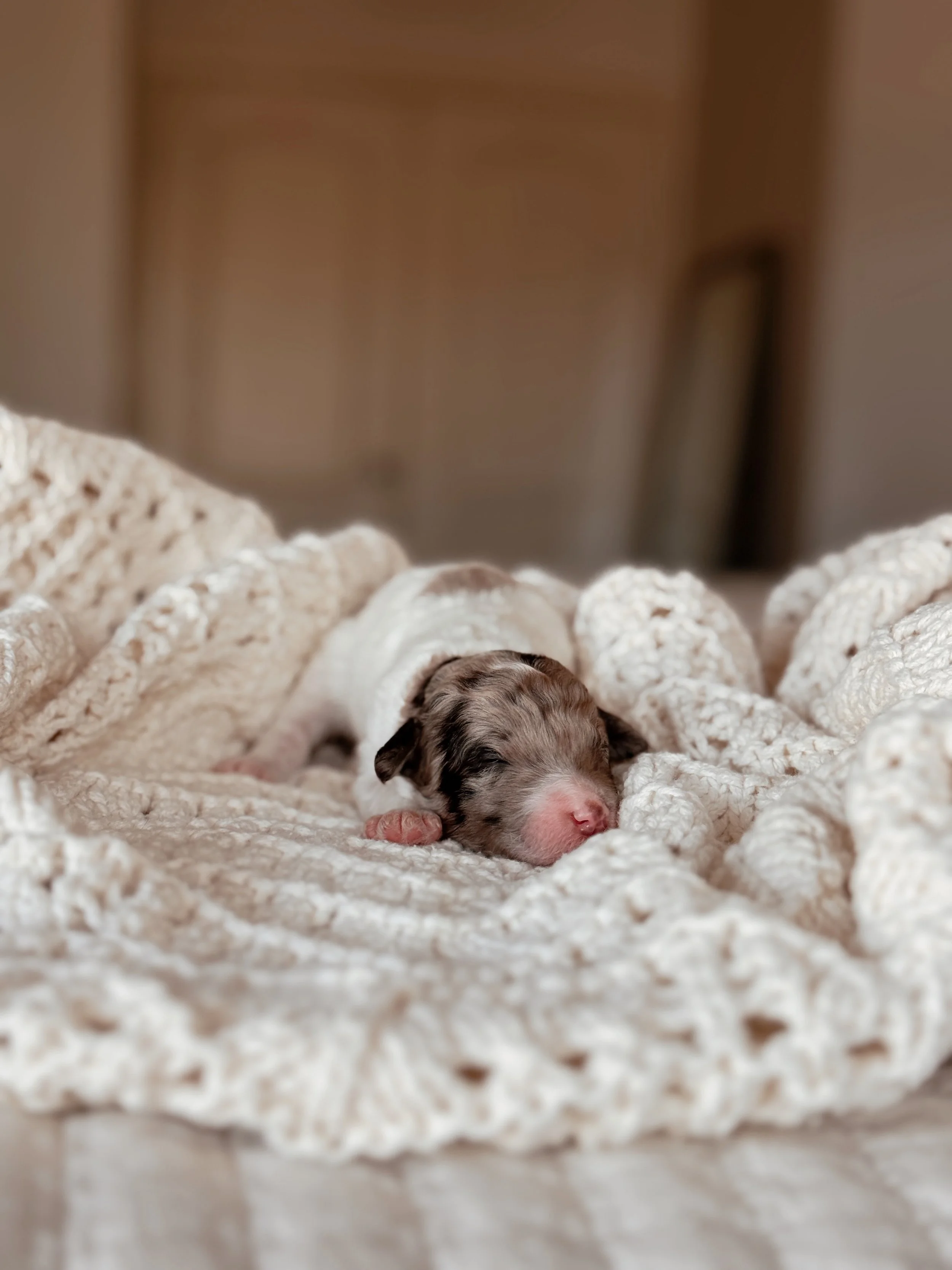 Sequoia, a Mini Bernedoodle puppy, at 1 week old