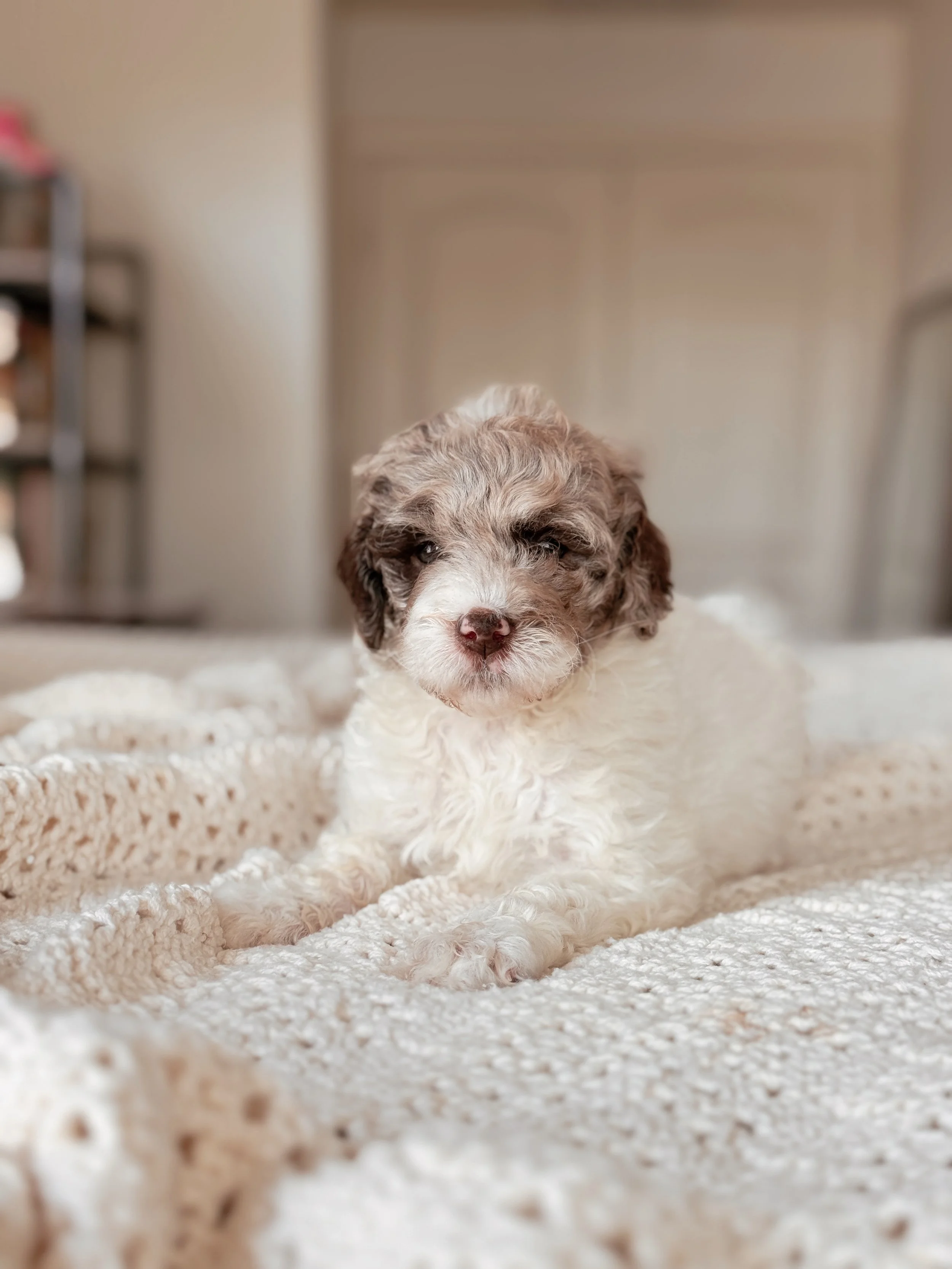 Sequoia the Mini Bernedoodle puppy at 5 weeks old