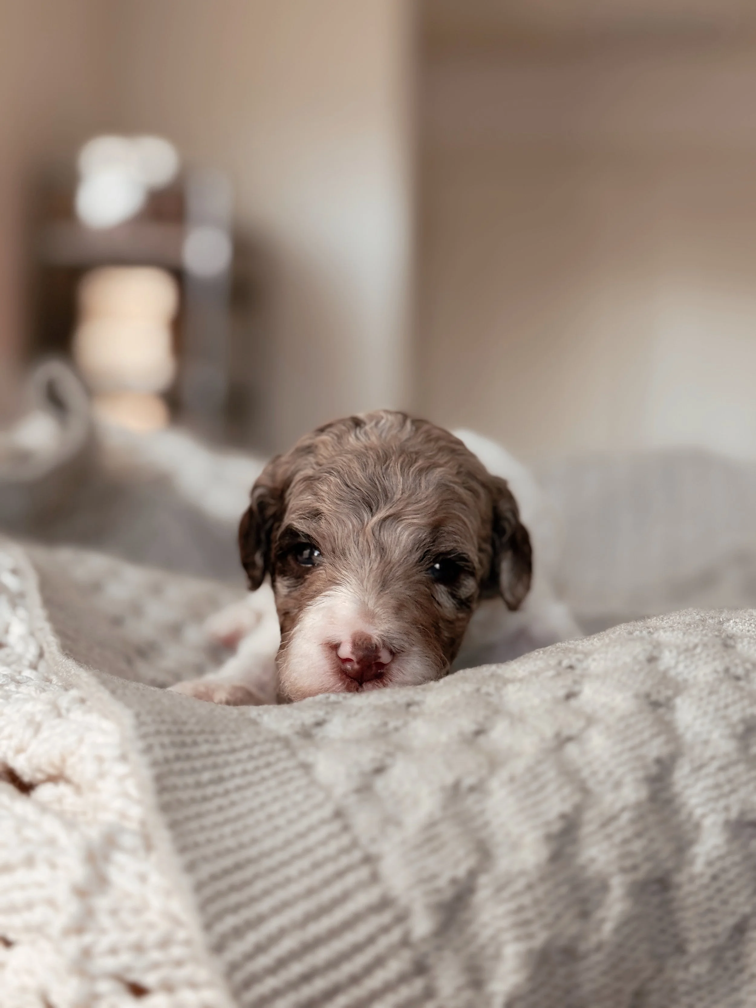 Sequoia the Mini Bernedoodle puppy at 3 weeks old