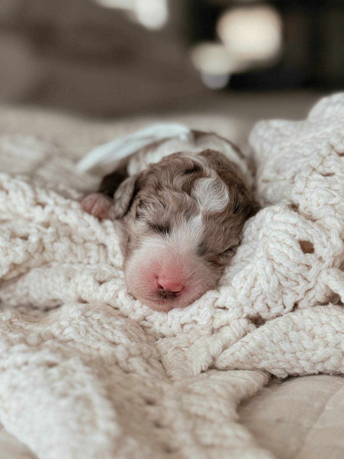 Nori, a one-week-old chocolate merle female Mini Bernedoodle puppy.