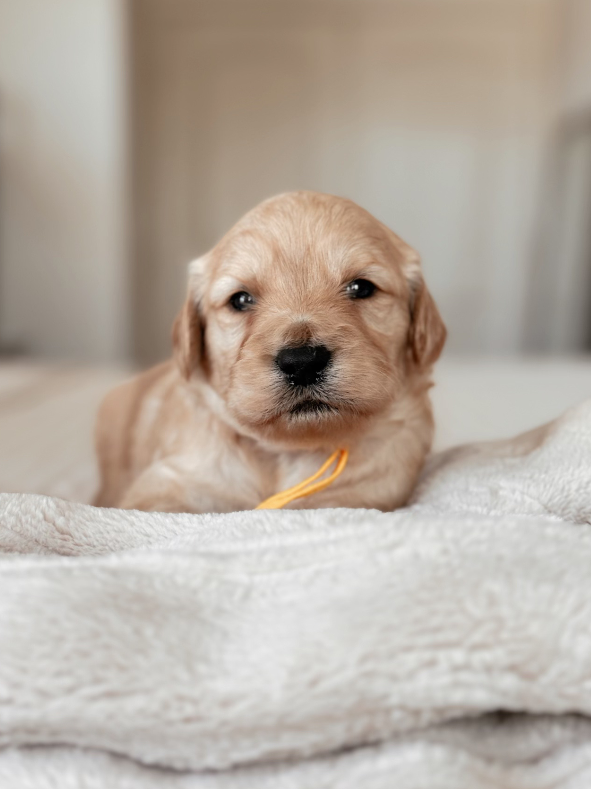 Croissant yellow collar female goldendoodle puppy