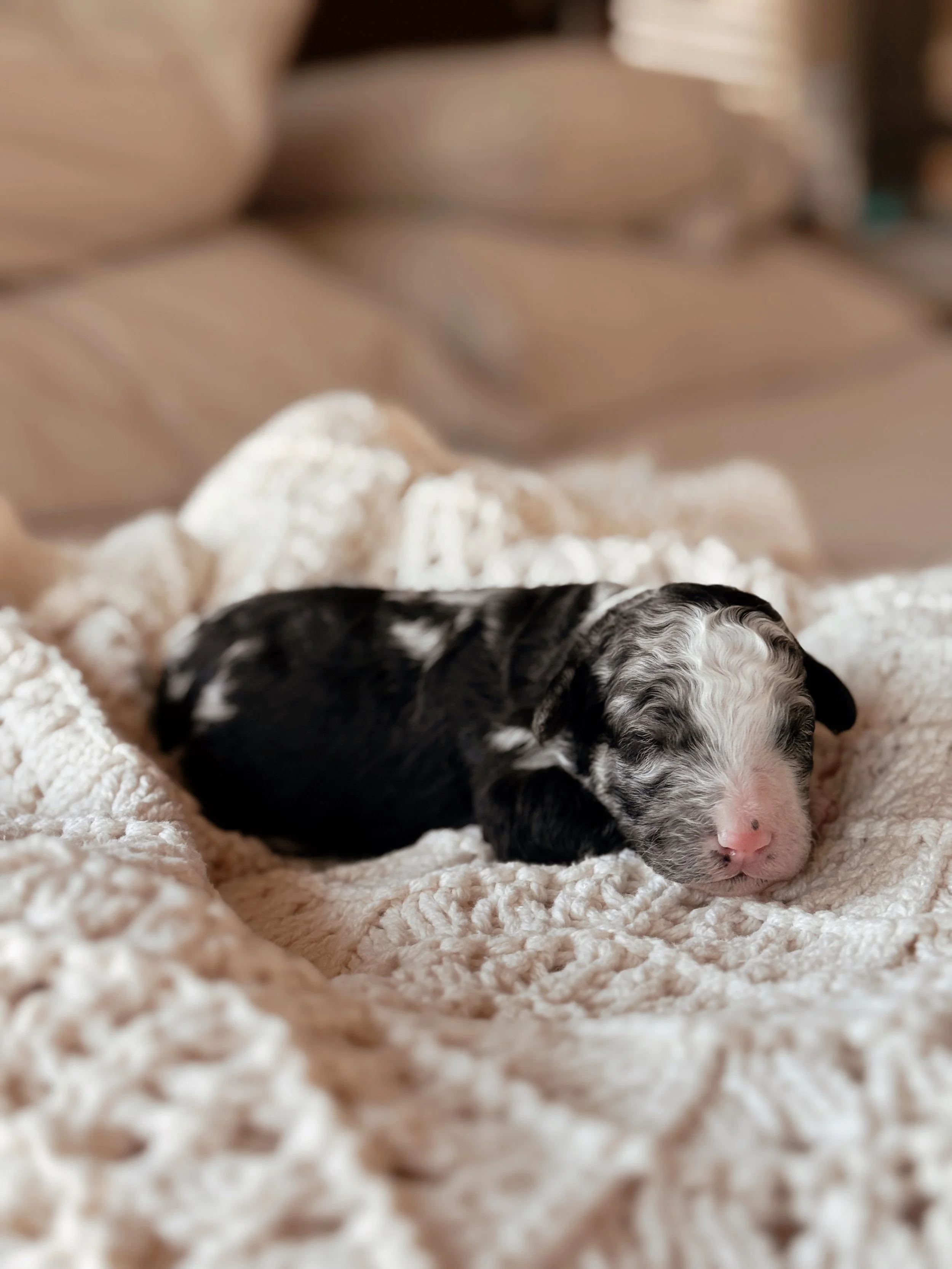 Denali, a Mini Bernedoodle puppy, at 1 week old
