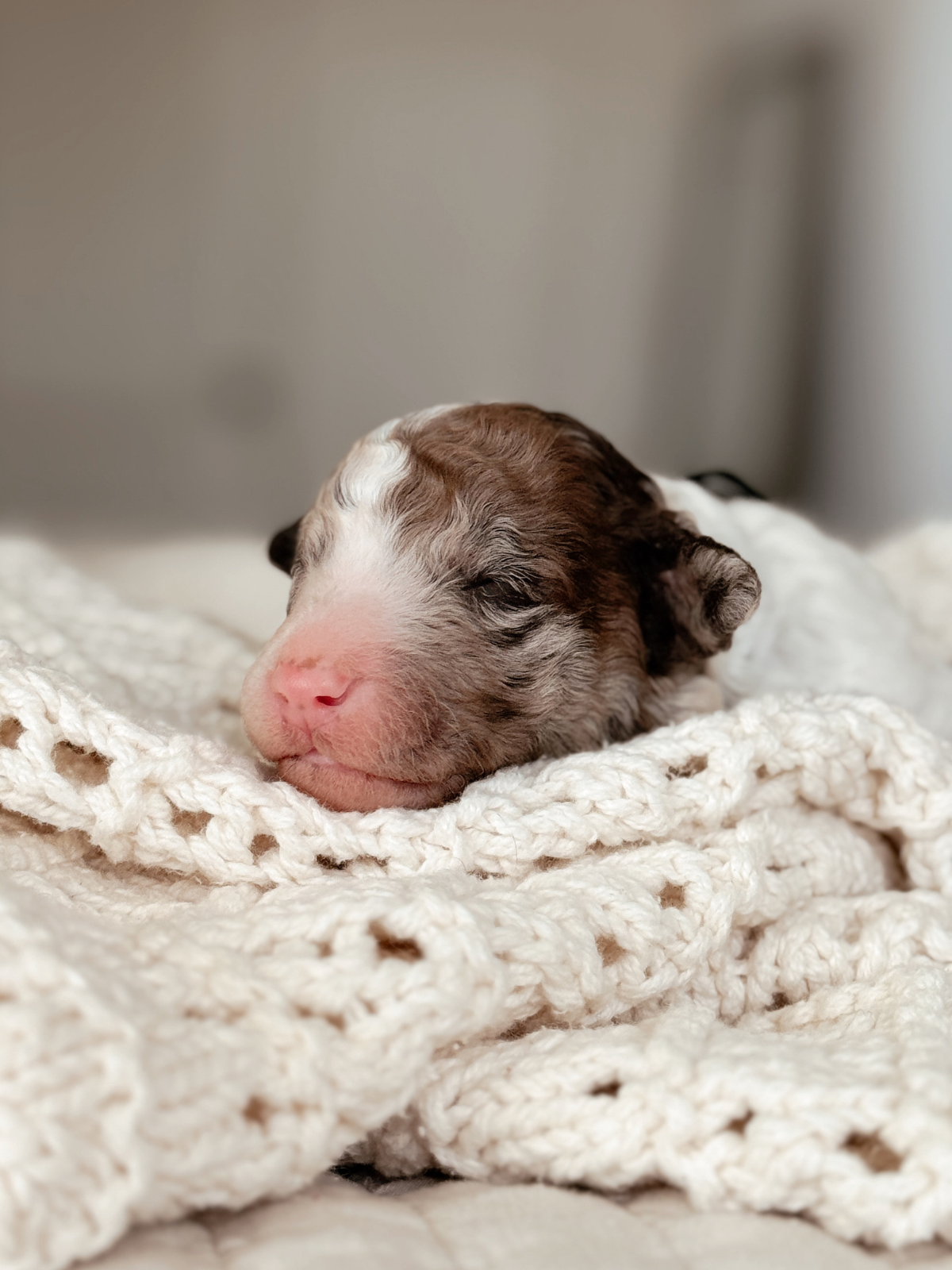 Wasabi, a one-week-old chocolate merle tweed male Mini Bernedoodle puppy.