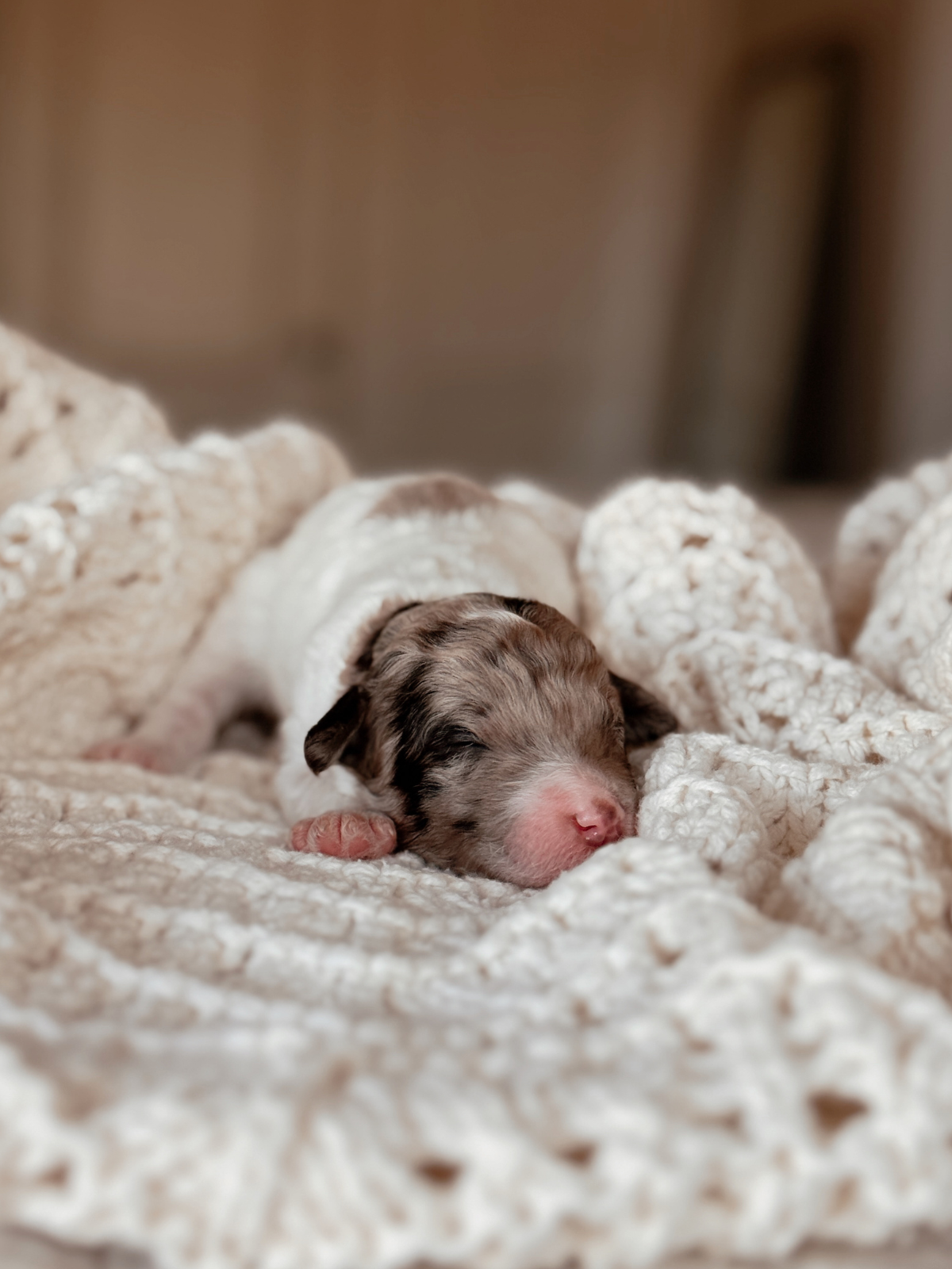 Chocolate merle parti mini bernedoodle female puppy in arizona