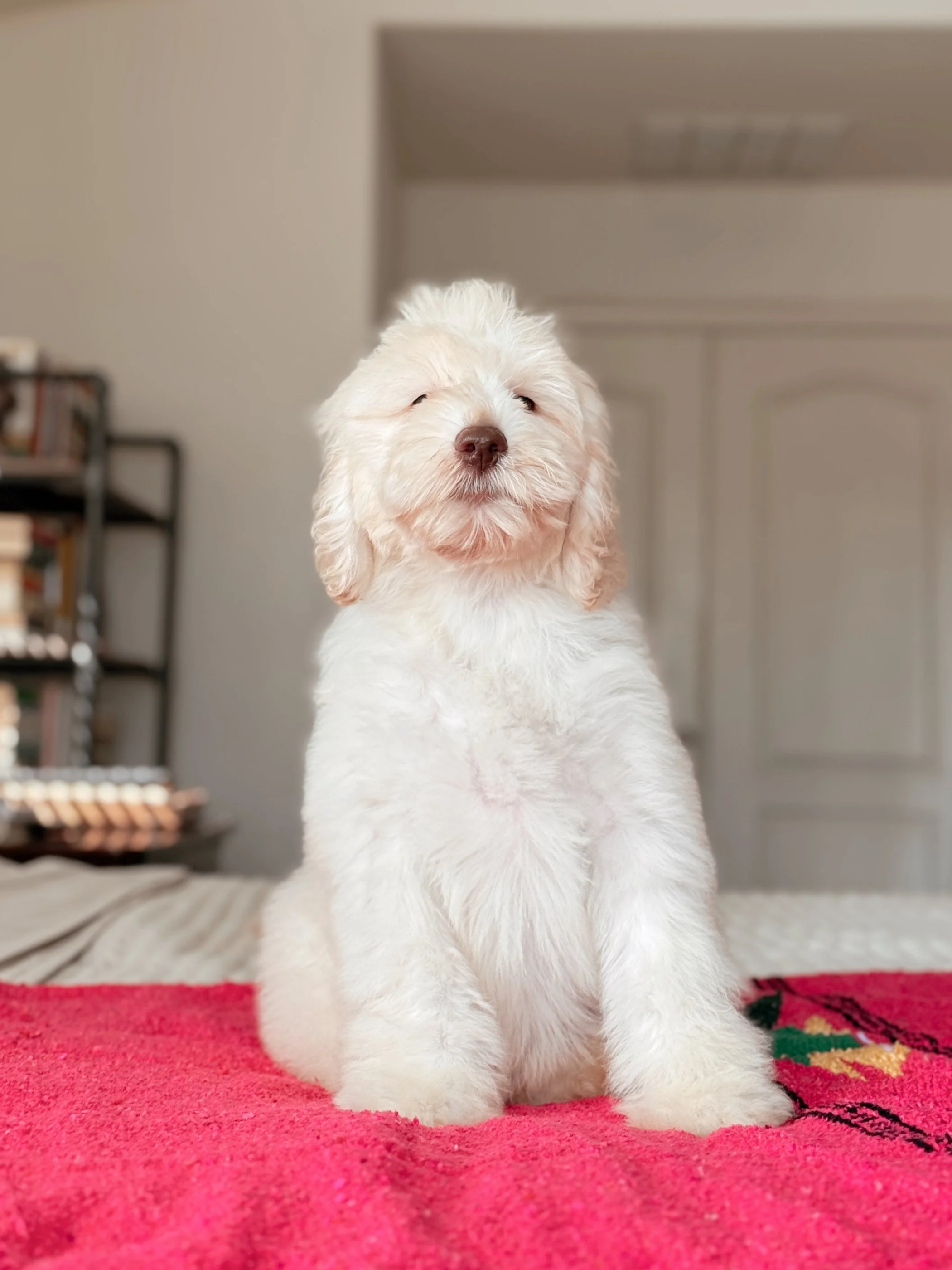 Coco Mini Bernedoodle puppy Desert Ridge Doodles