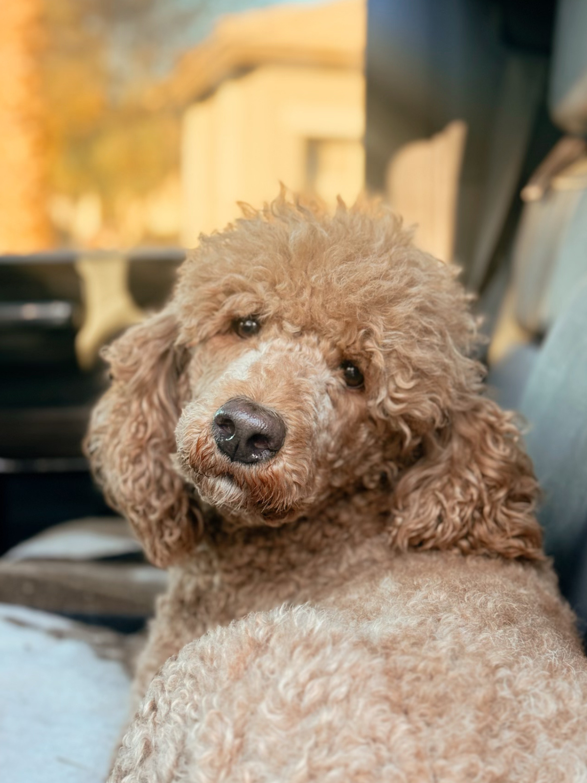 Brown curly-haired dog relaxing on a gray couch with a happy expression.