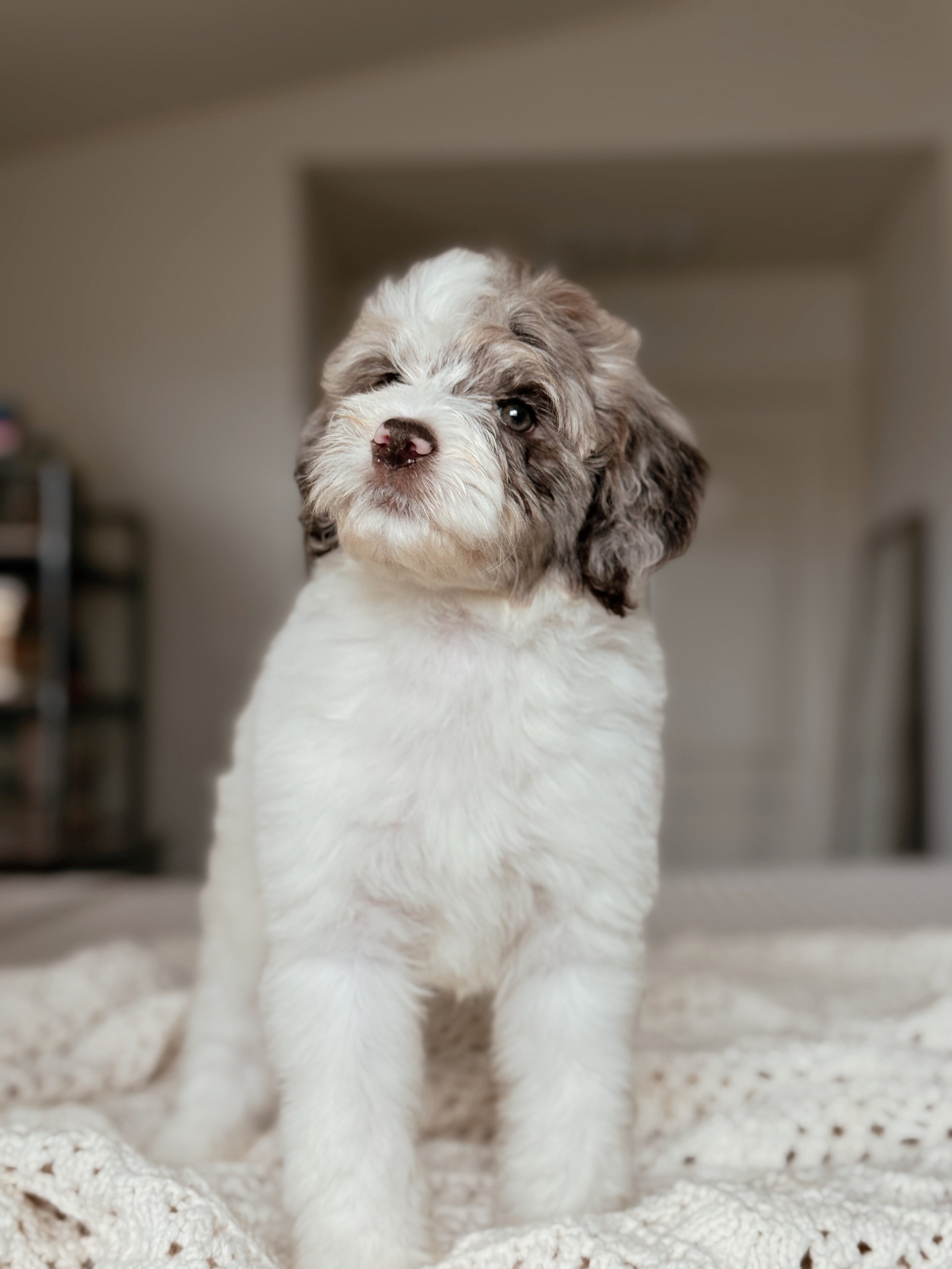 7-week-old Mini Bernedoodle puppy Everglade posing for her puppy portrait