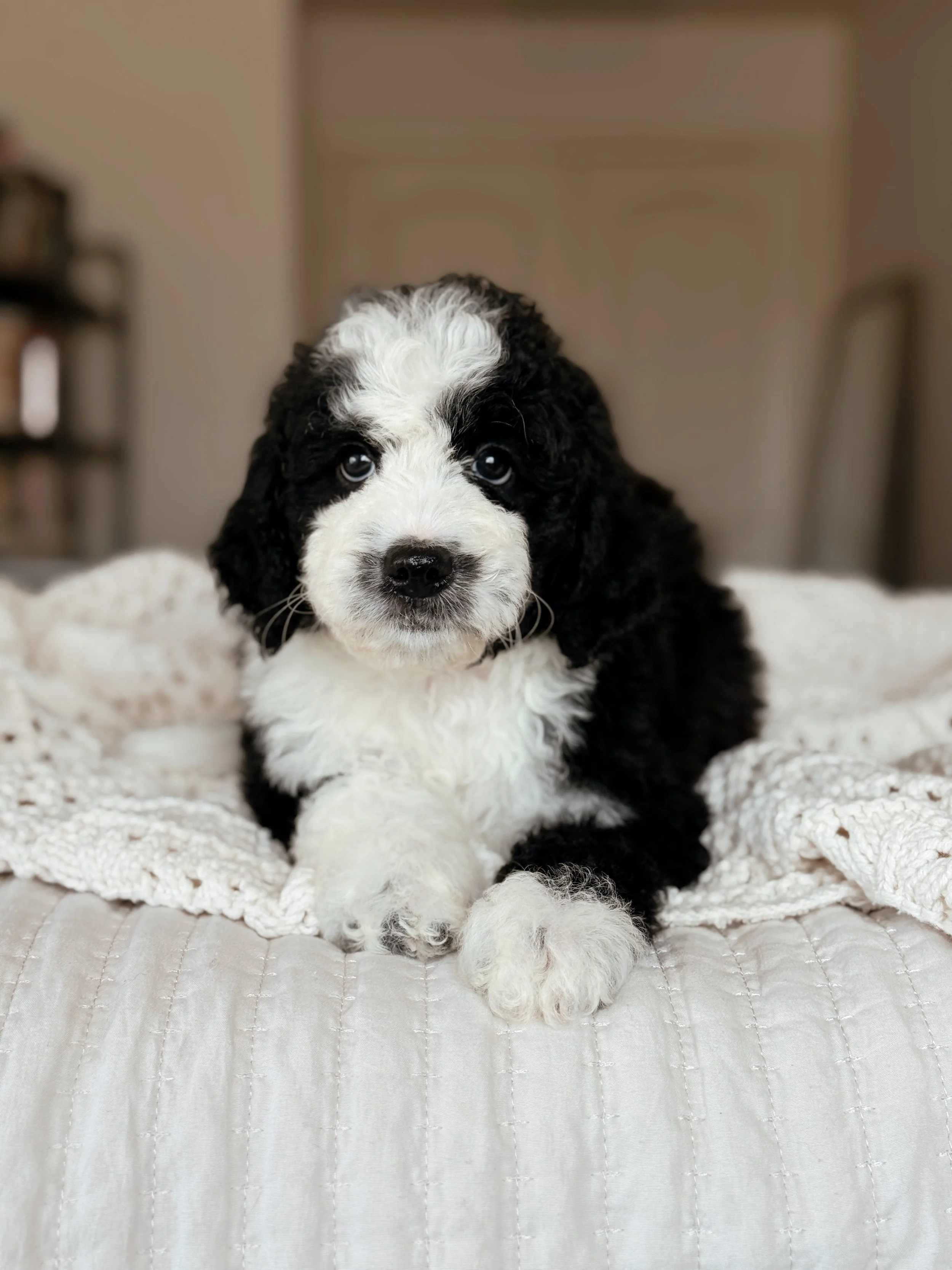 7-week-old Mini Bernedoodle puppy Rainier posing for his puppy portrait