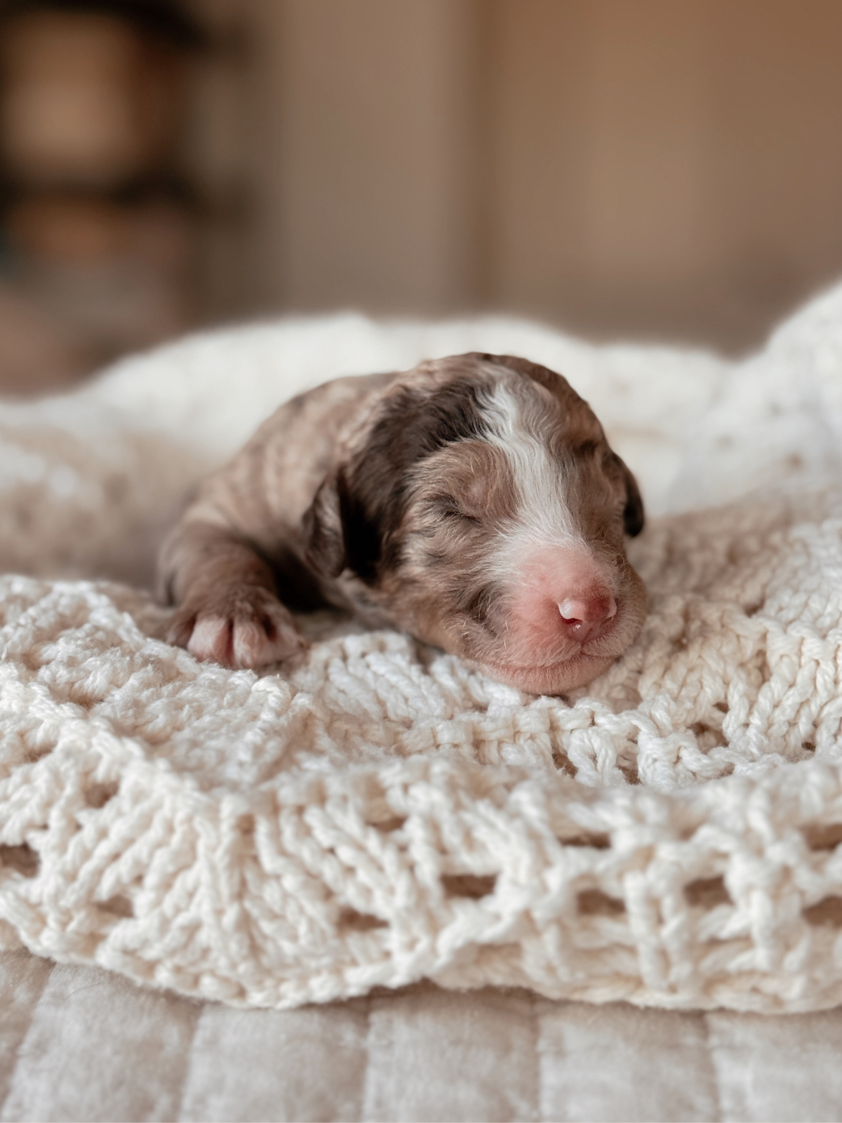 Chocolate merle mini bernedoodle female puppy in arizona