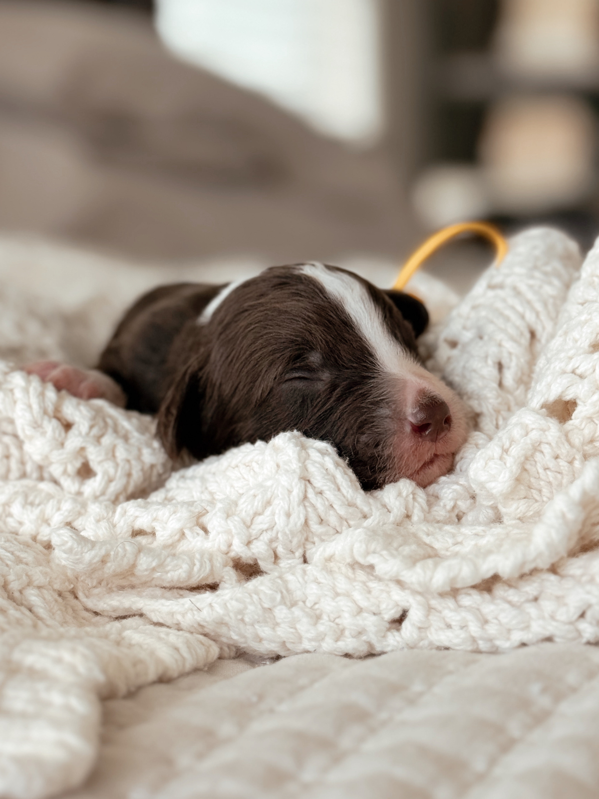 Udon, a one-week-old chocolate tuxedo male Mini Bernedoodle puppy.