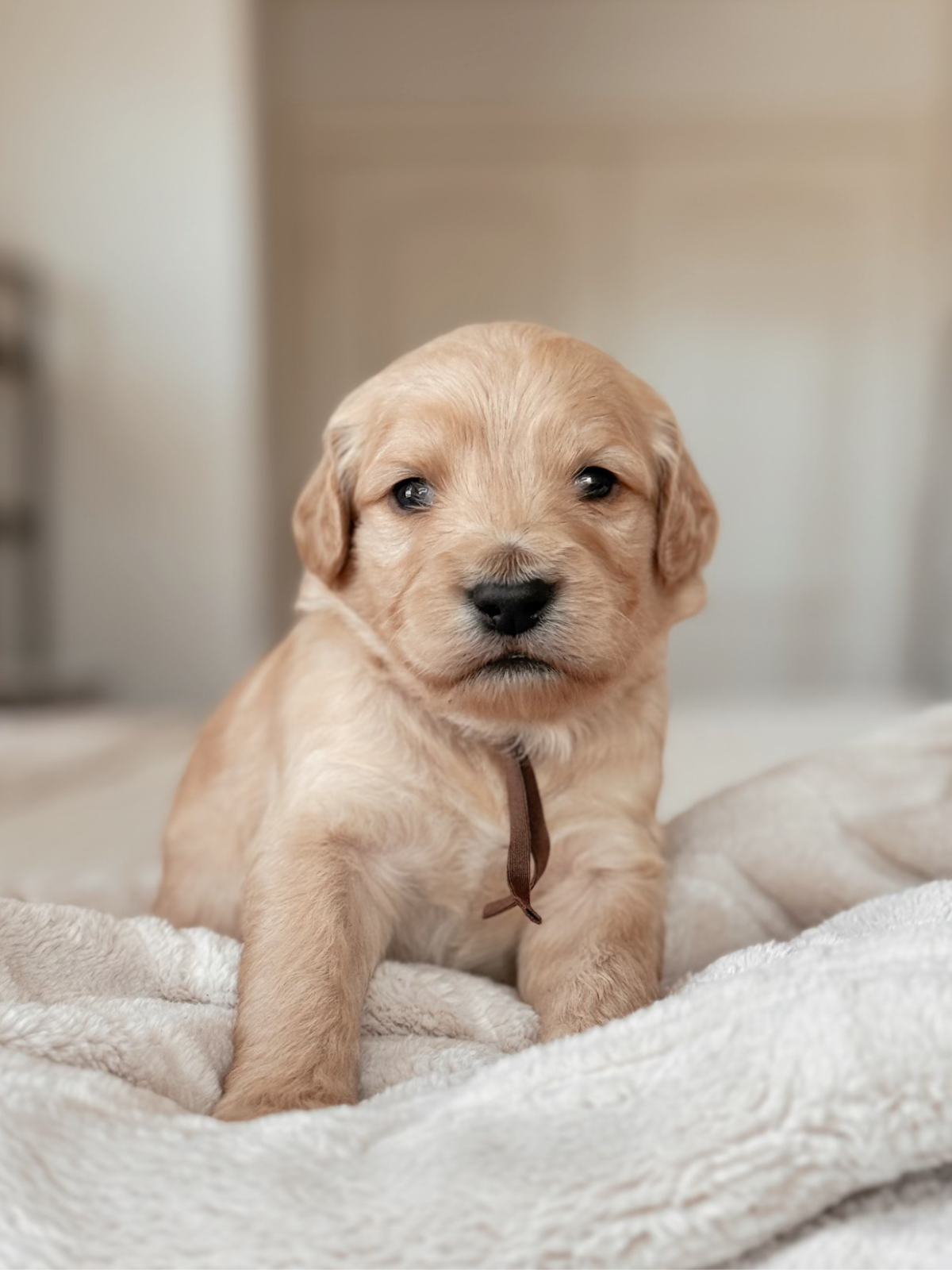 Scone brown collar male goldendoodle puppy