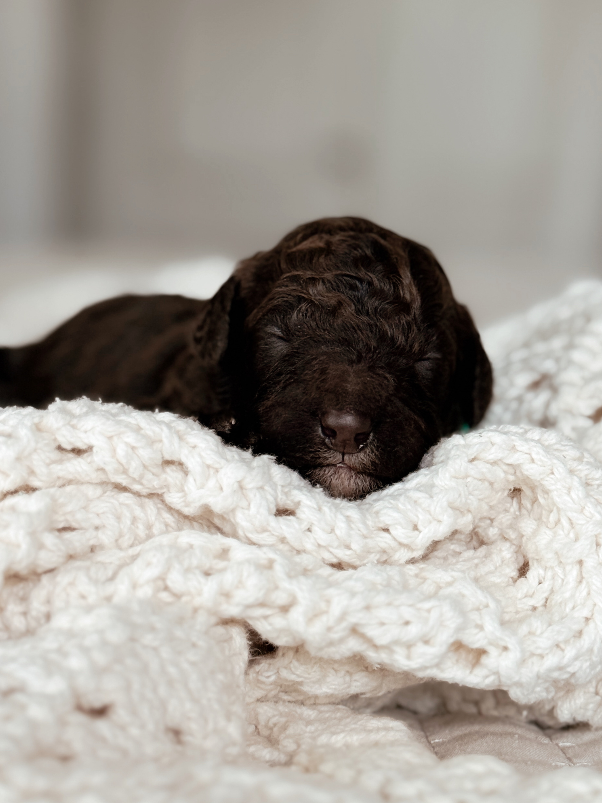 Matcha, a one-week-old chocolate female Mini Bernedoodle puppy.