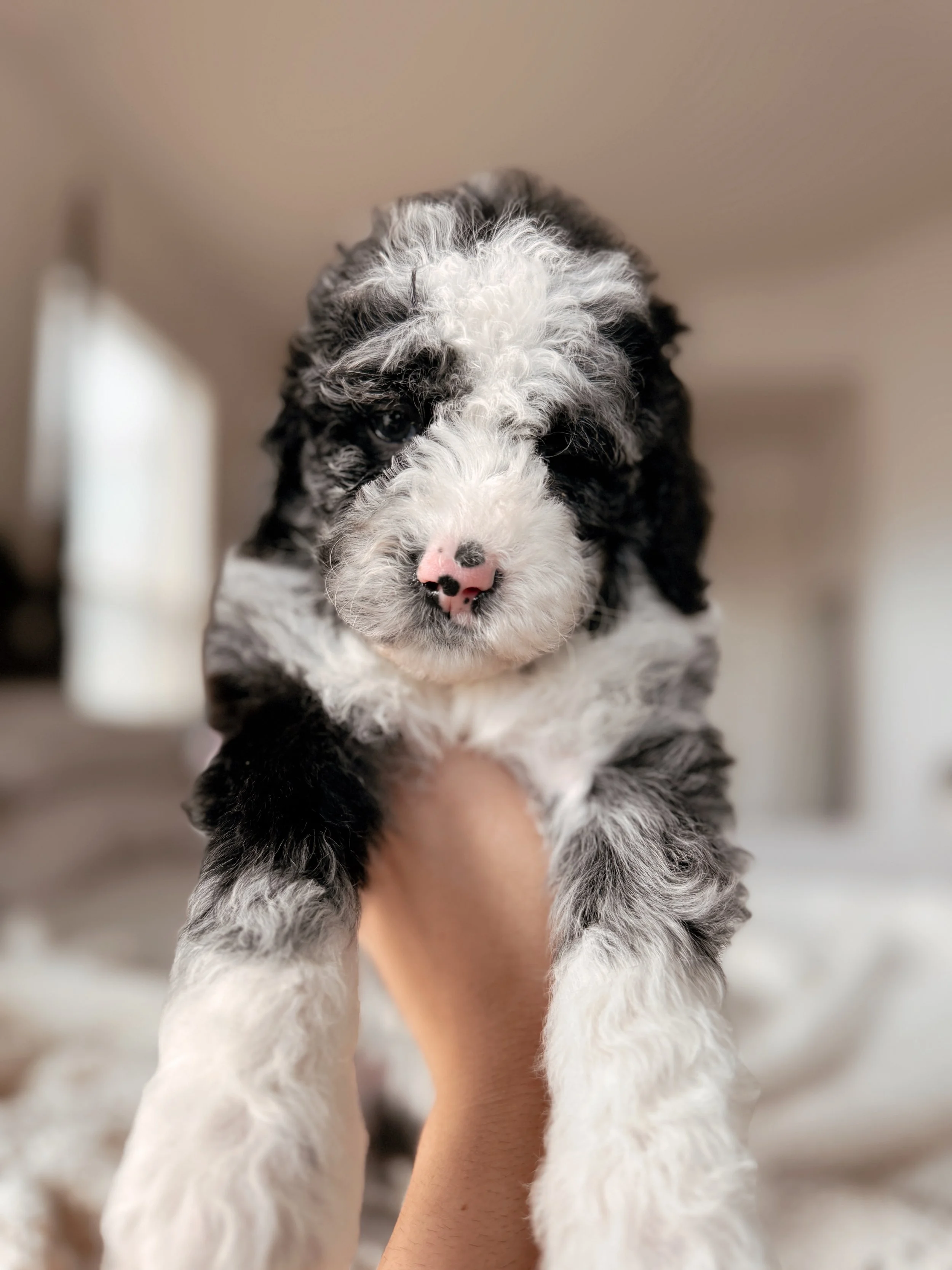 5-week-old Mini Bernedoodle puppy Denali posing for a portrait