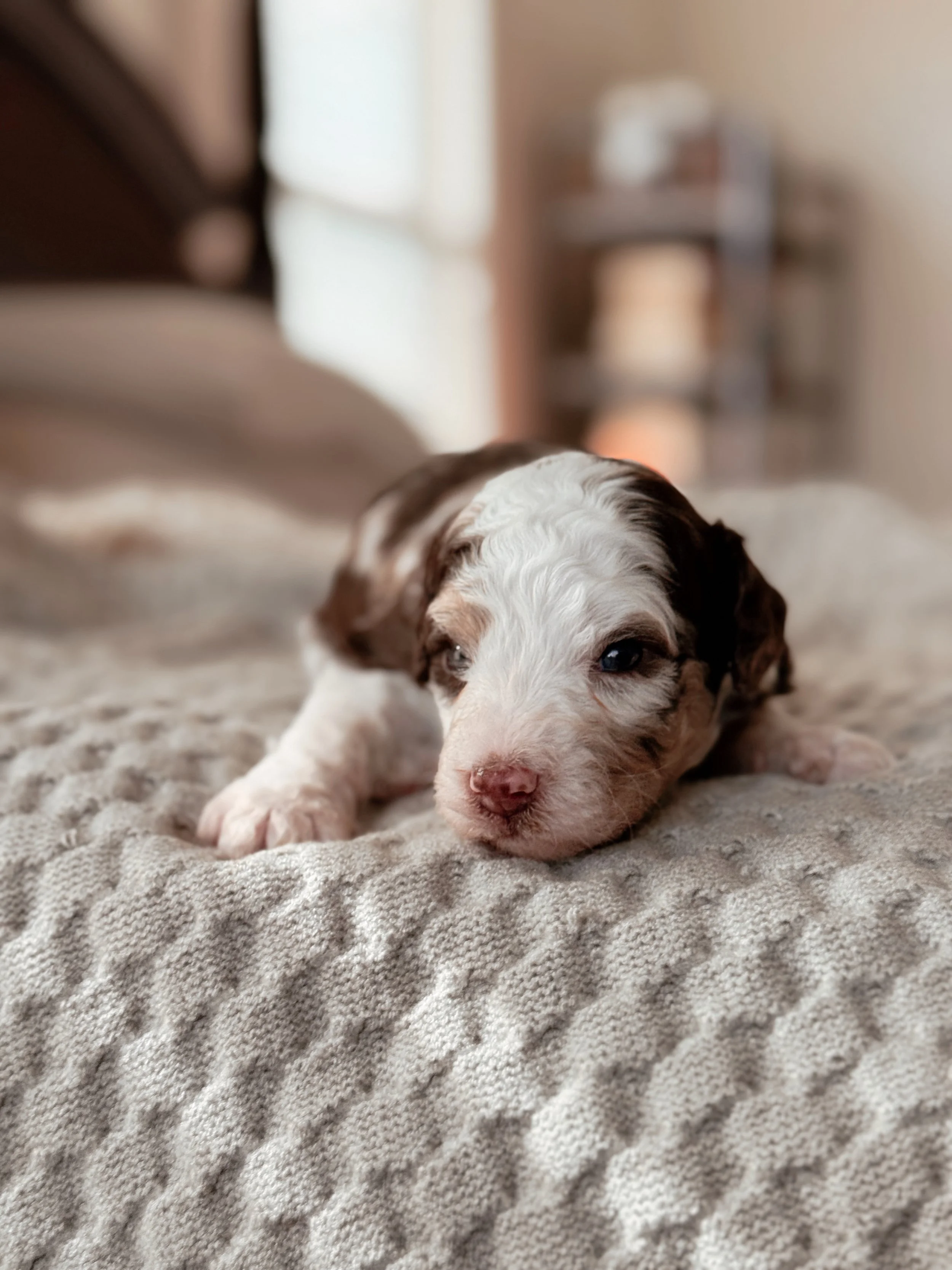 Kenai the Mini Bernedoodle puppy at 3 weeks old