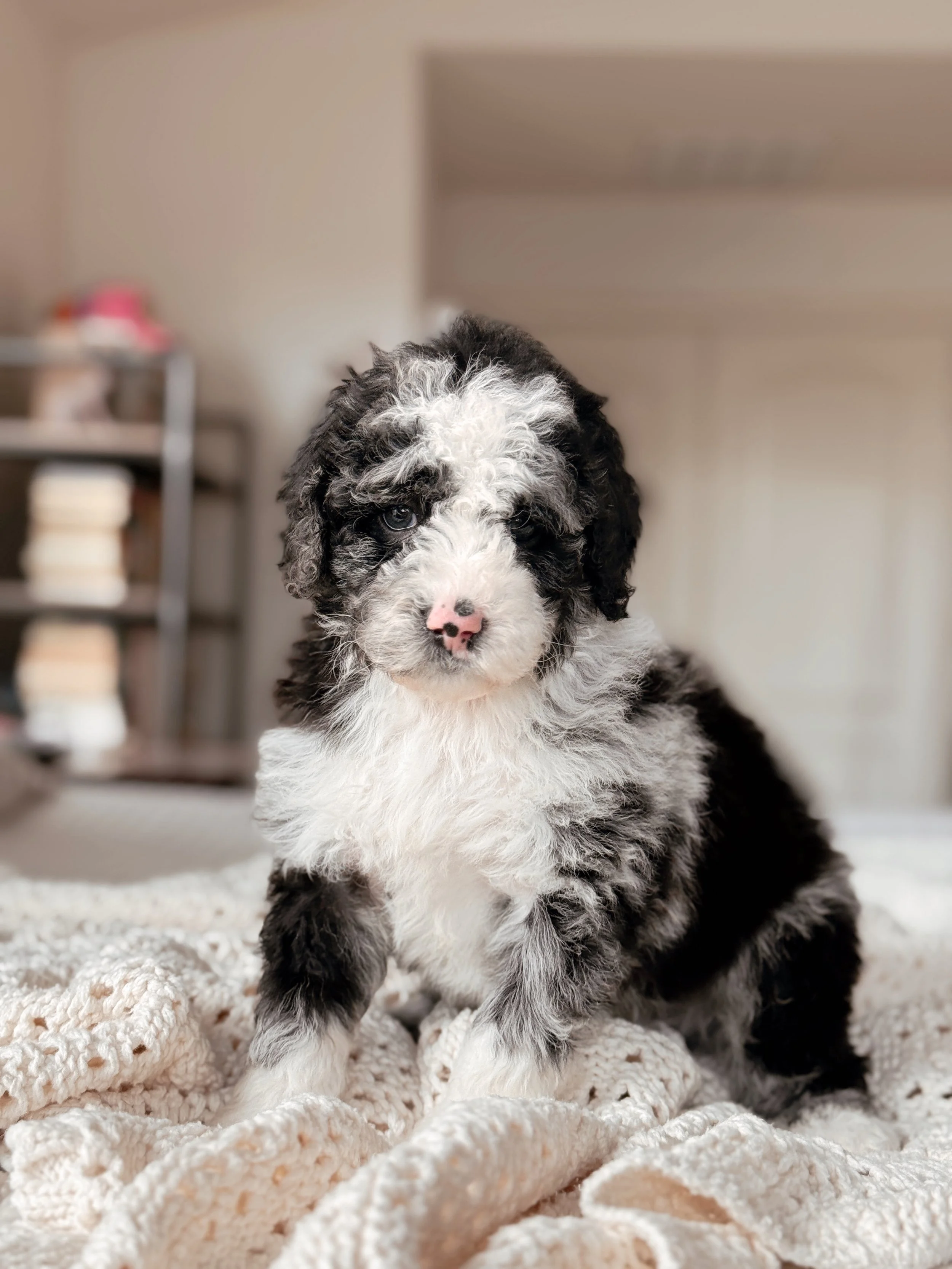 Denali the Mini Bernedoodle puppy at 5 weeks old