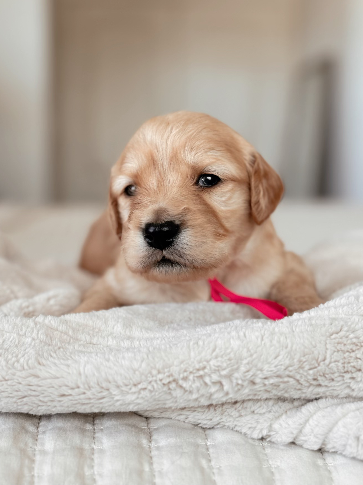 Strudel pink collar female goldendoodle puppy