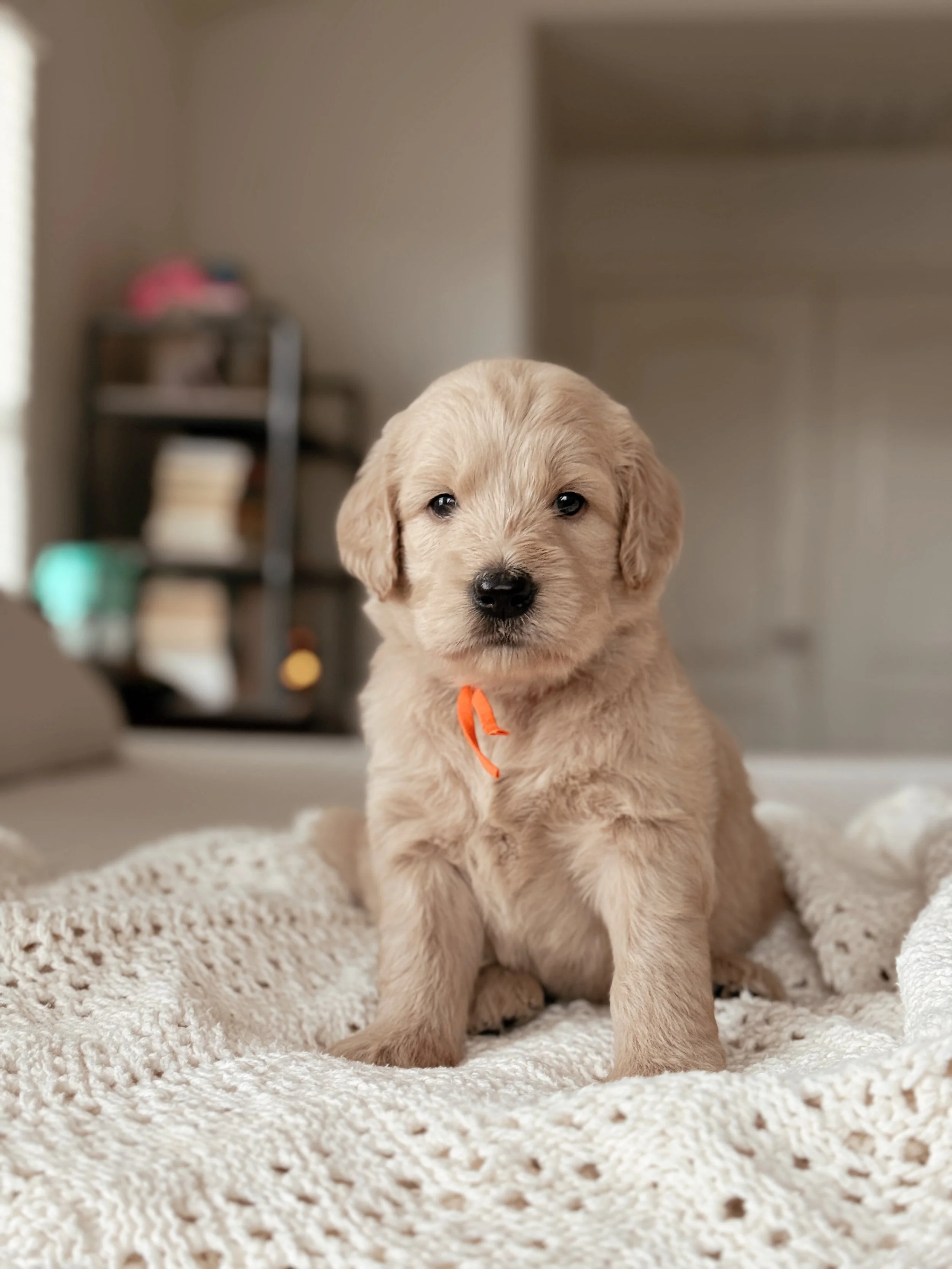 June, a five-week-old F1 Goldendoodle puppy at Desert Ridge Doodles.