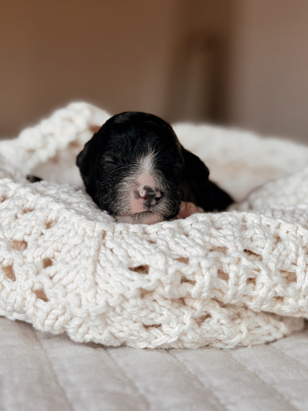 Black & White bicolor mini bernedoodle female puppy in arizona
