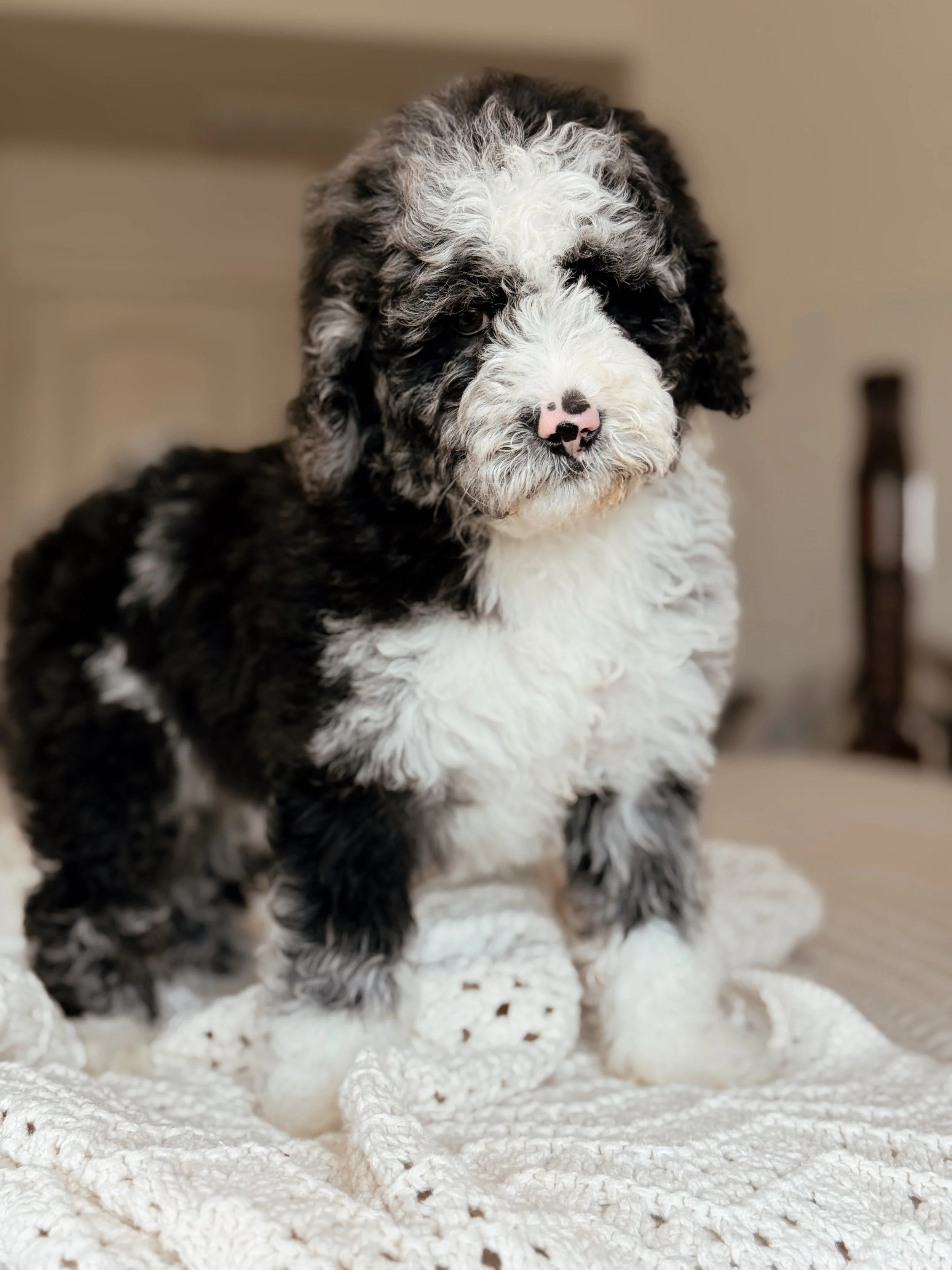 Denali, a Mini Bernedoodle puppy, at 7 weeks old
