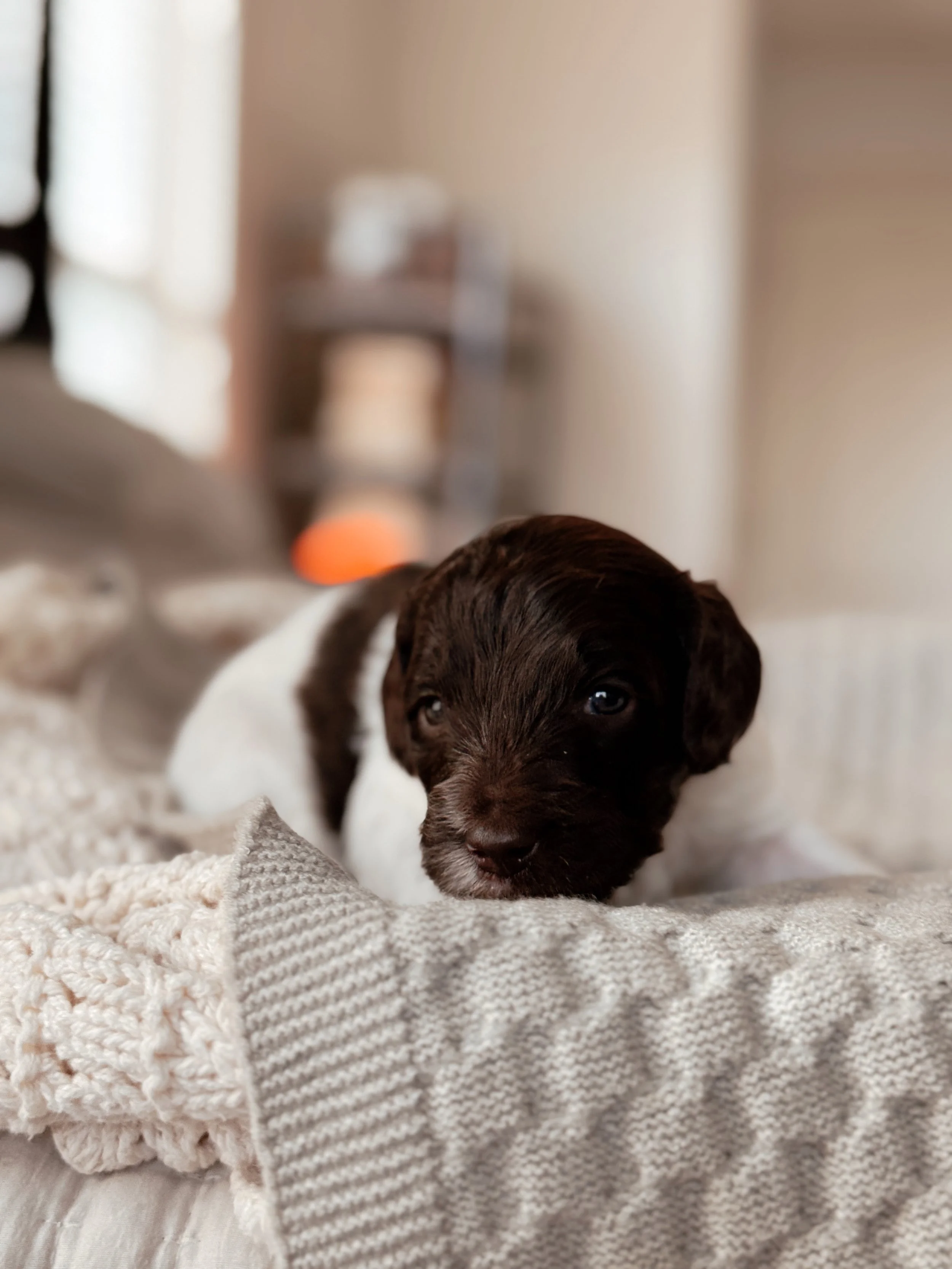 3-week-old Mini Bernedoodle puppy Rocky during his puppy photos