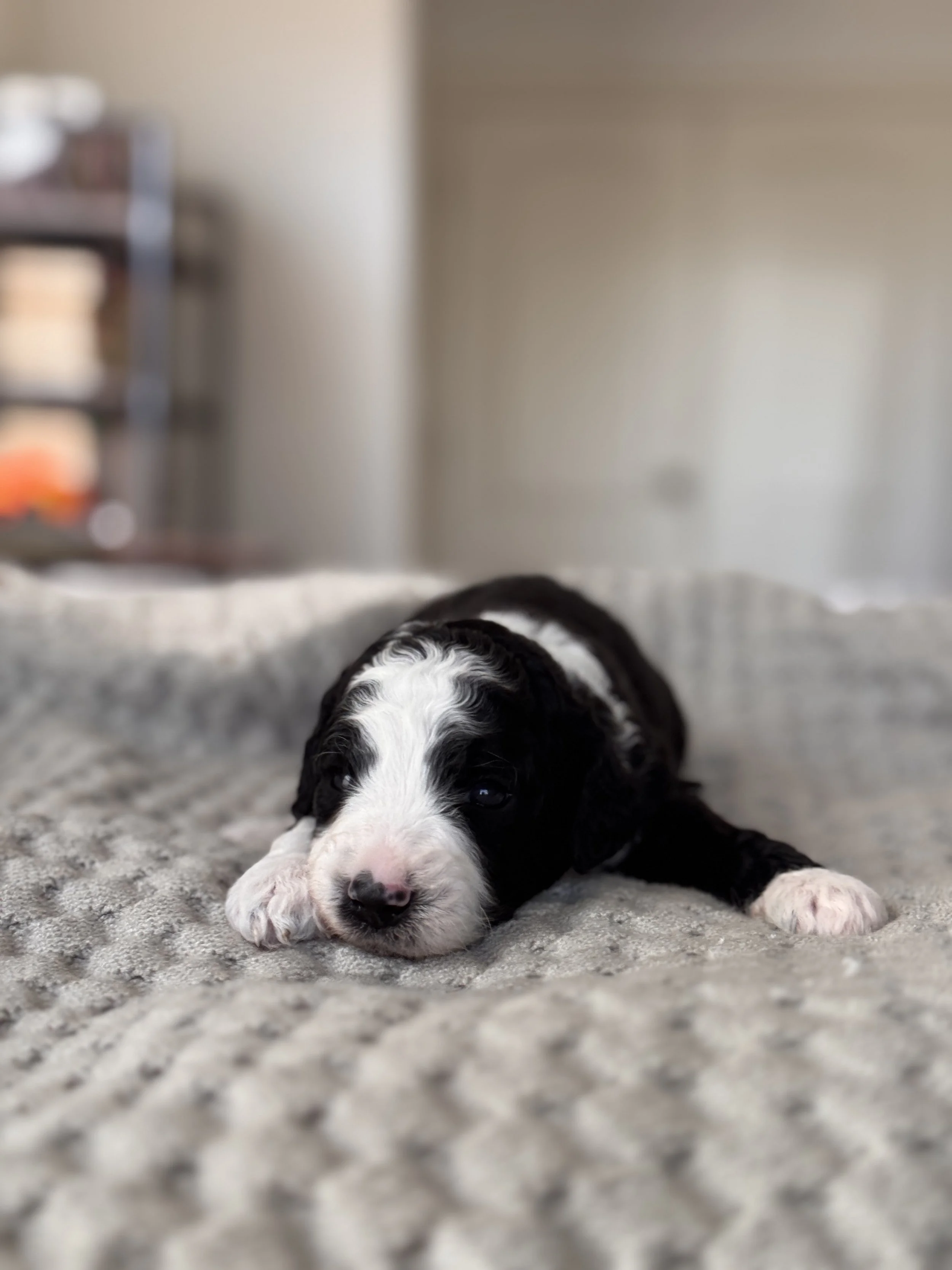 Rainier the Mini Bernedoodle puppy at 3 weeks old