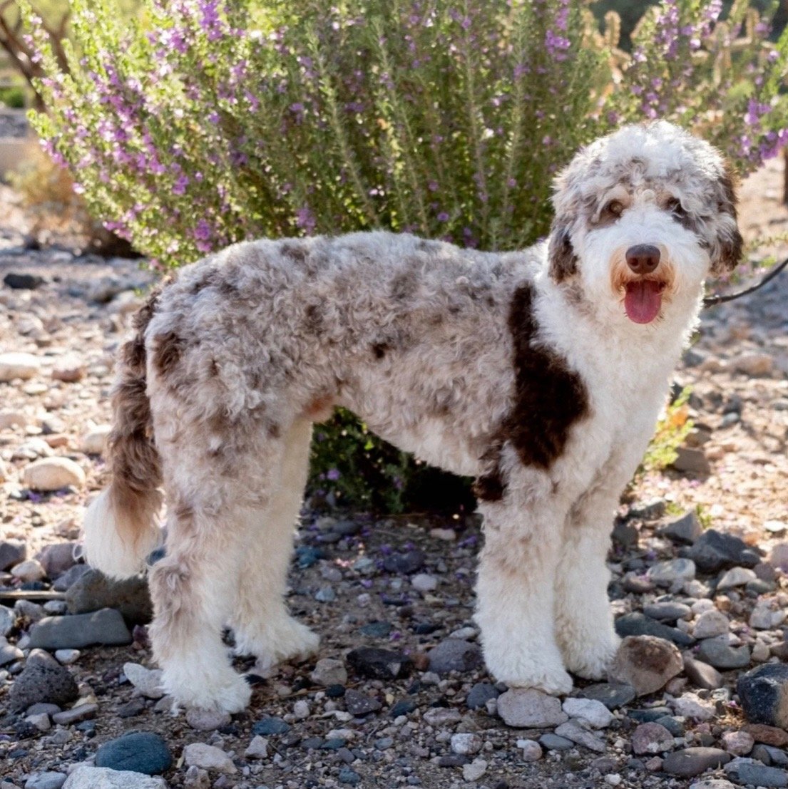 Huxley, a chocolate merle parti phantom Mini Bernedoodle and sire of the Taste of Japan litter.