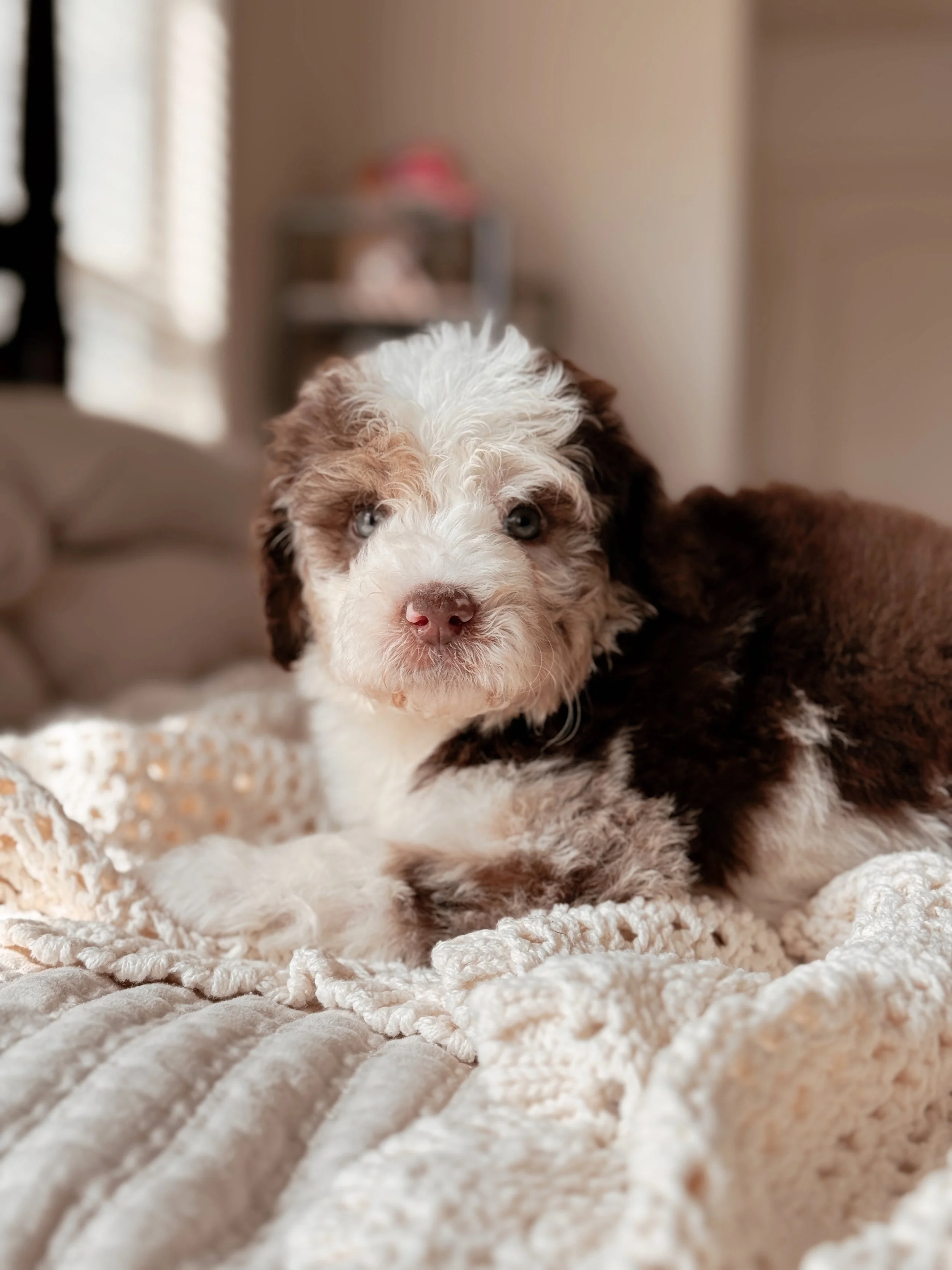 portrait.jpg5-week-old Mini Bernedoodle puppy Kenai posing for a portrait