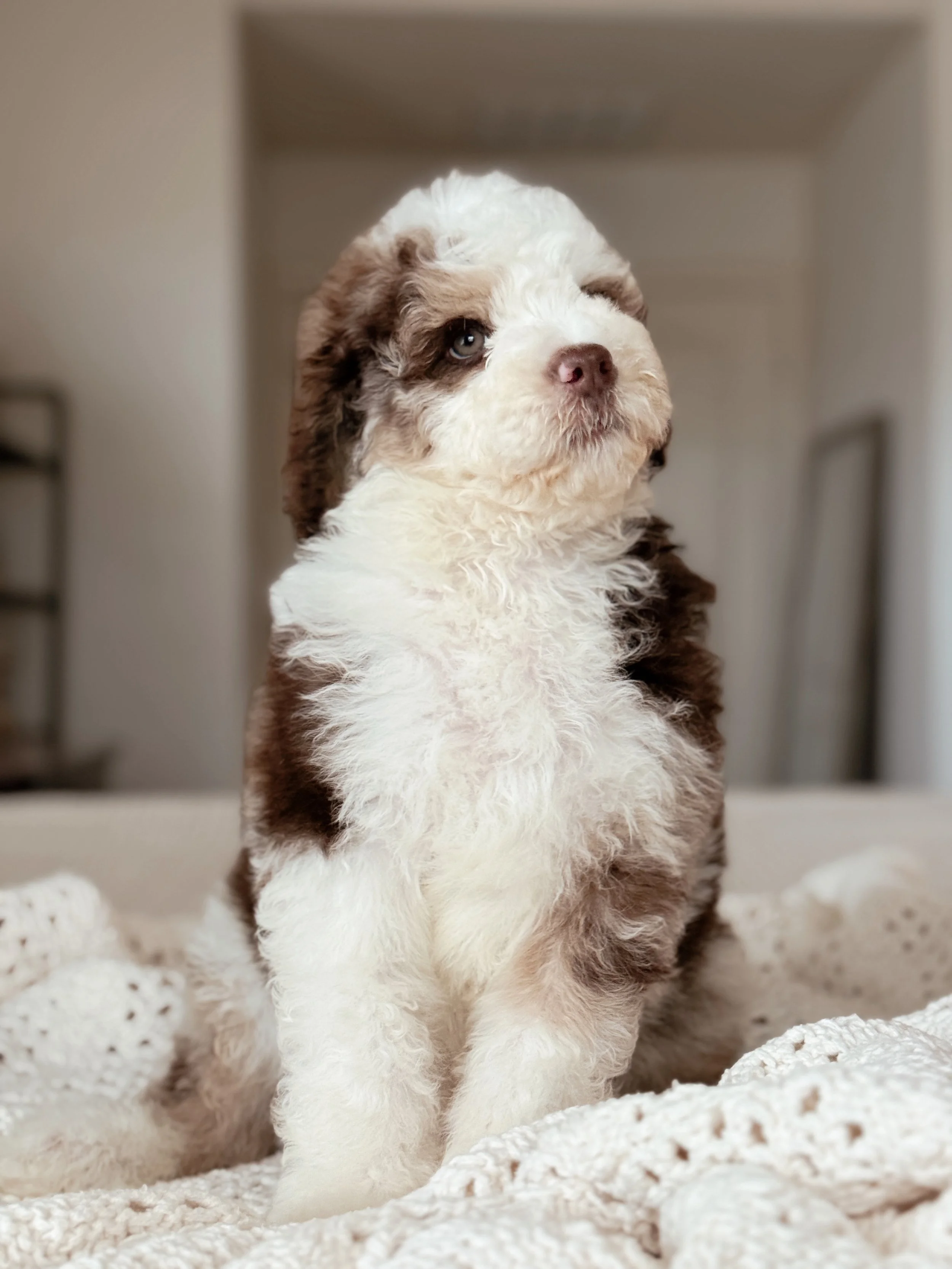 Kenai, a Mini Bernedoodle puppy, at 7 weeks old
