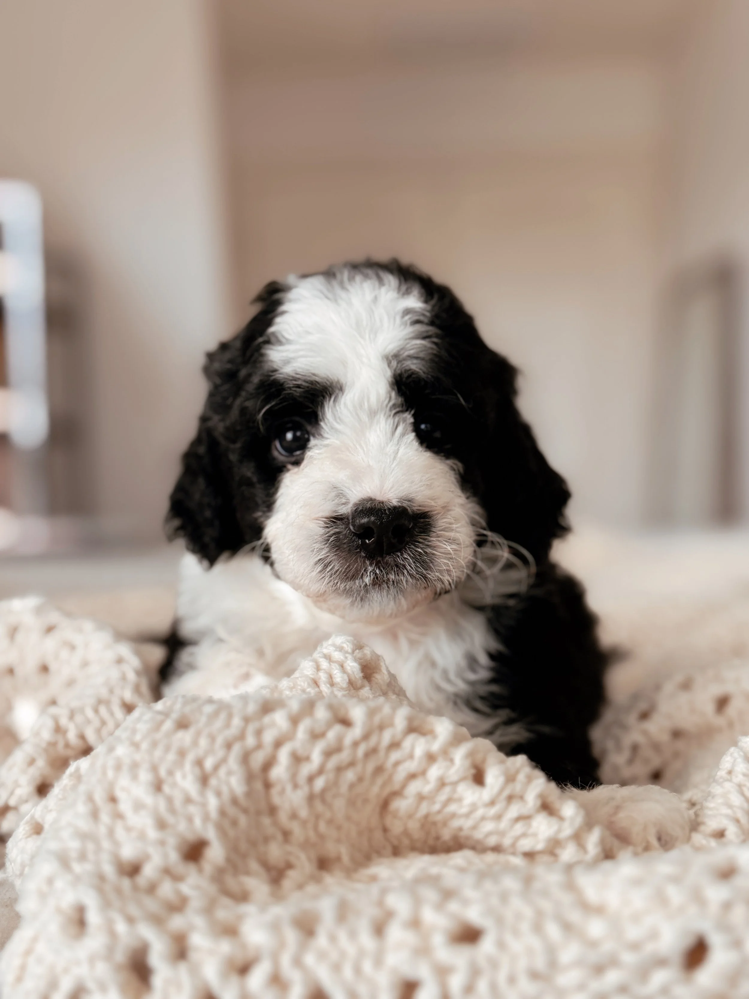 Rainier the Mini Bernedoodle puppy at 5 weeks old
