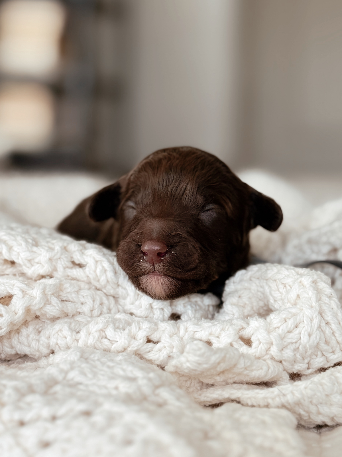 Katsu, a one-week-old chocolate male Mini Bernedoodle puppy.