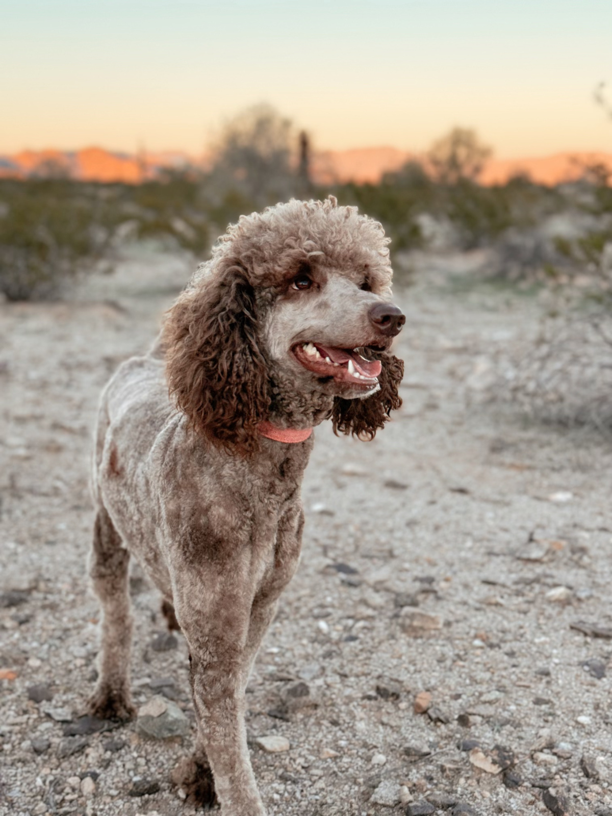 Lucy, a café au lait Standard Poodle and mom of the Sweet as Pie litter at Desert Ridge Doodles.
