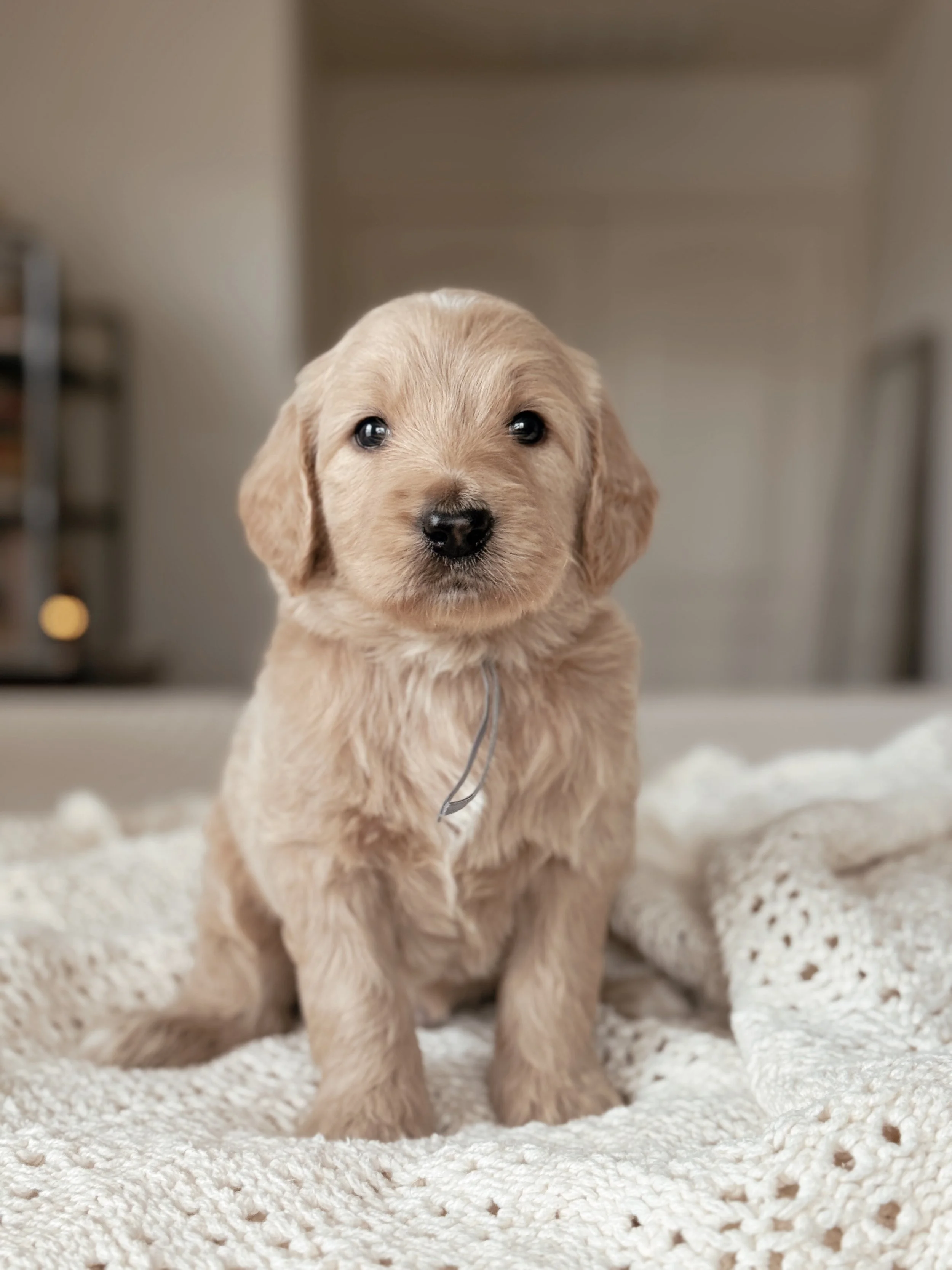 Hank, a five-week-old F1 Goldendoodle puppy at Desert Ridge Doodles.