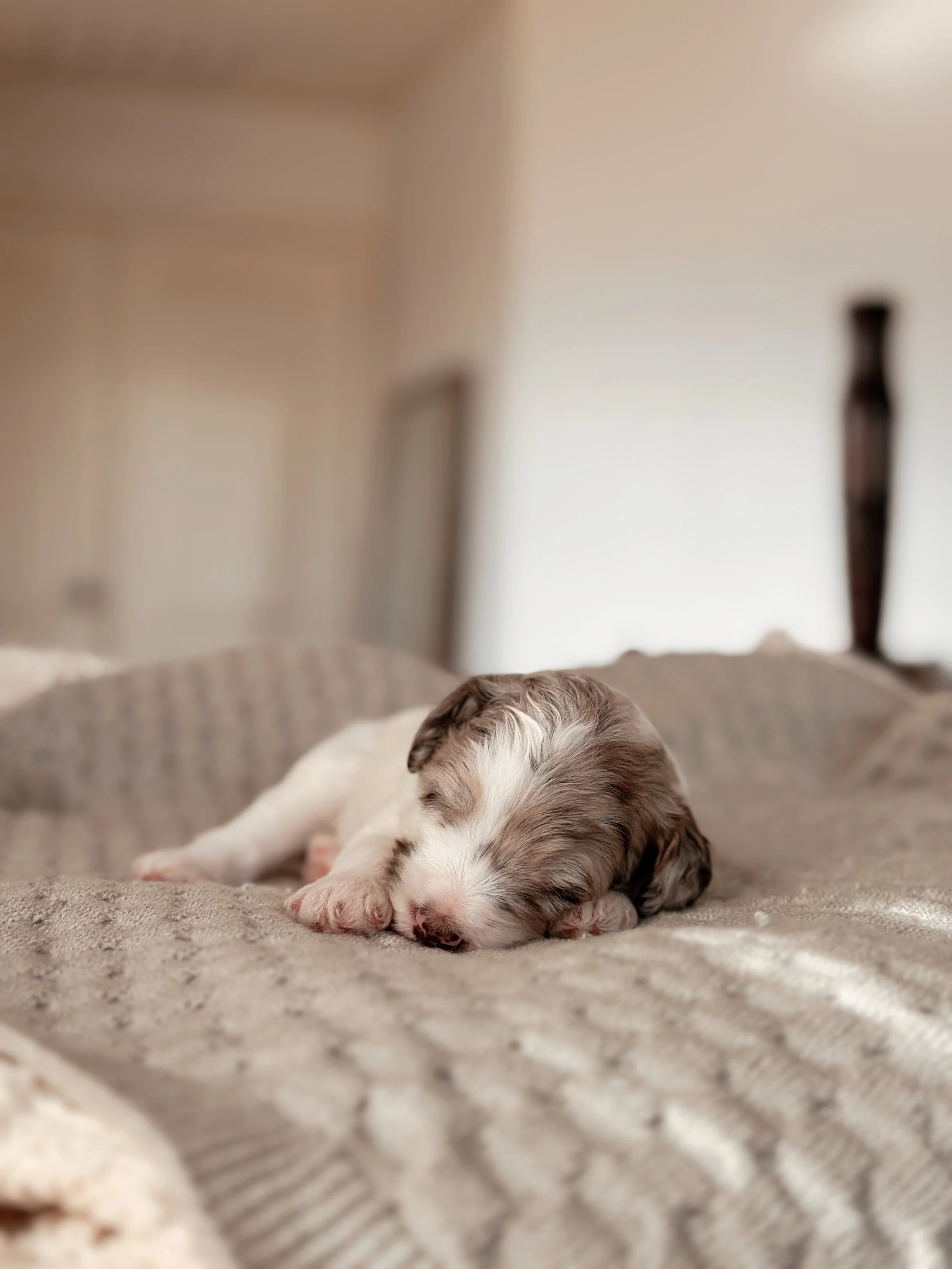 3-week-old Mini Bernedoodle puppy Everglade during her puppy photos
