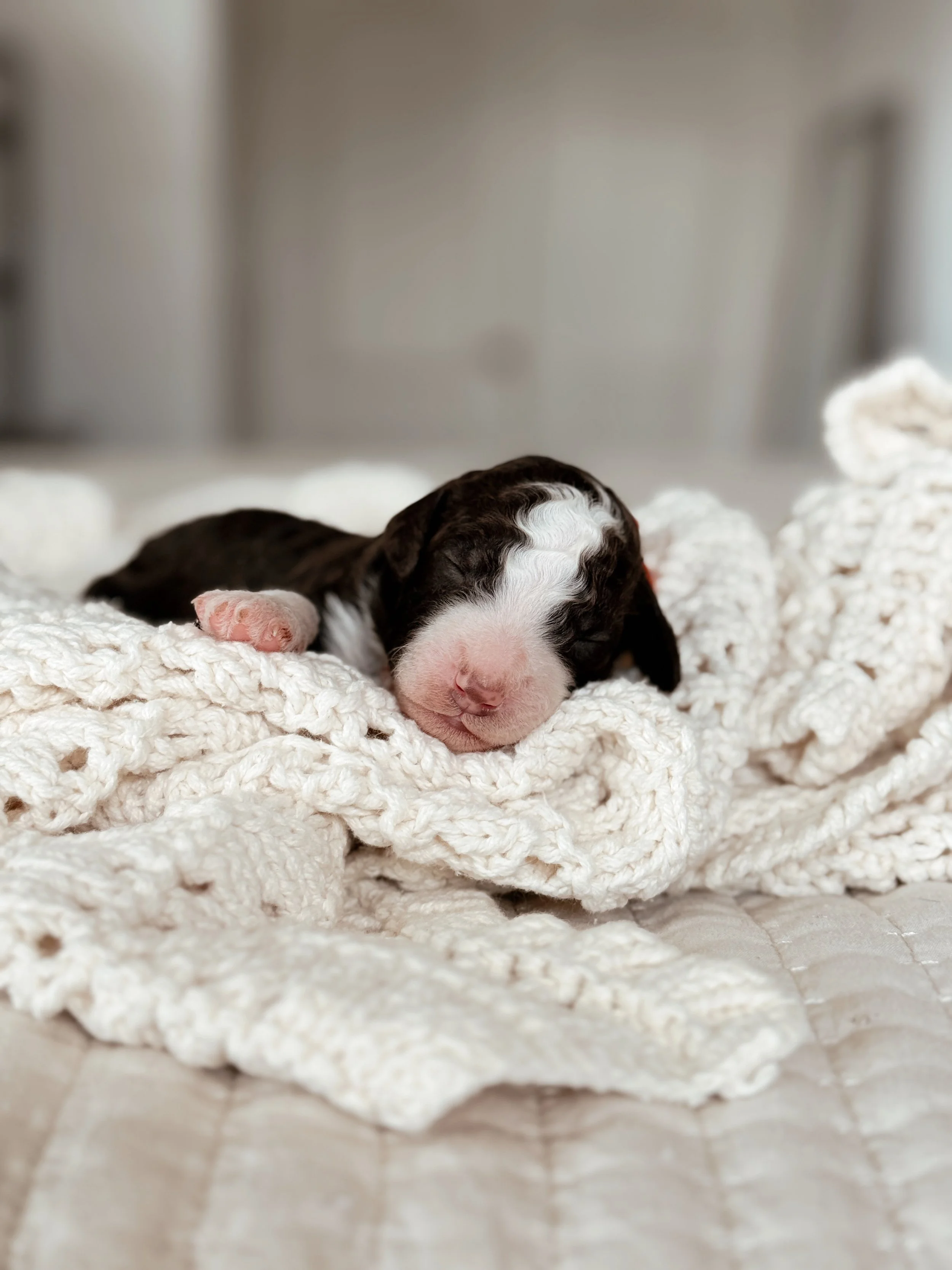 Sake and Huxley's Taste of Japan Mini Bernedoodle litter at one week old.