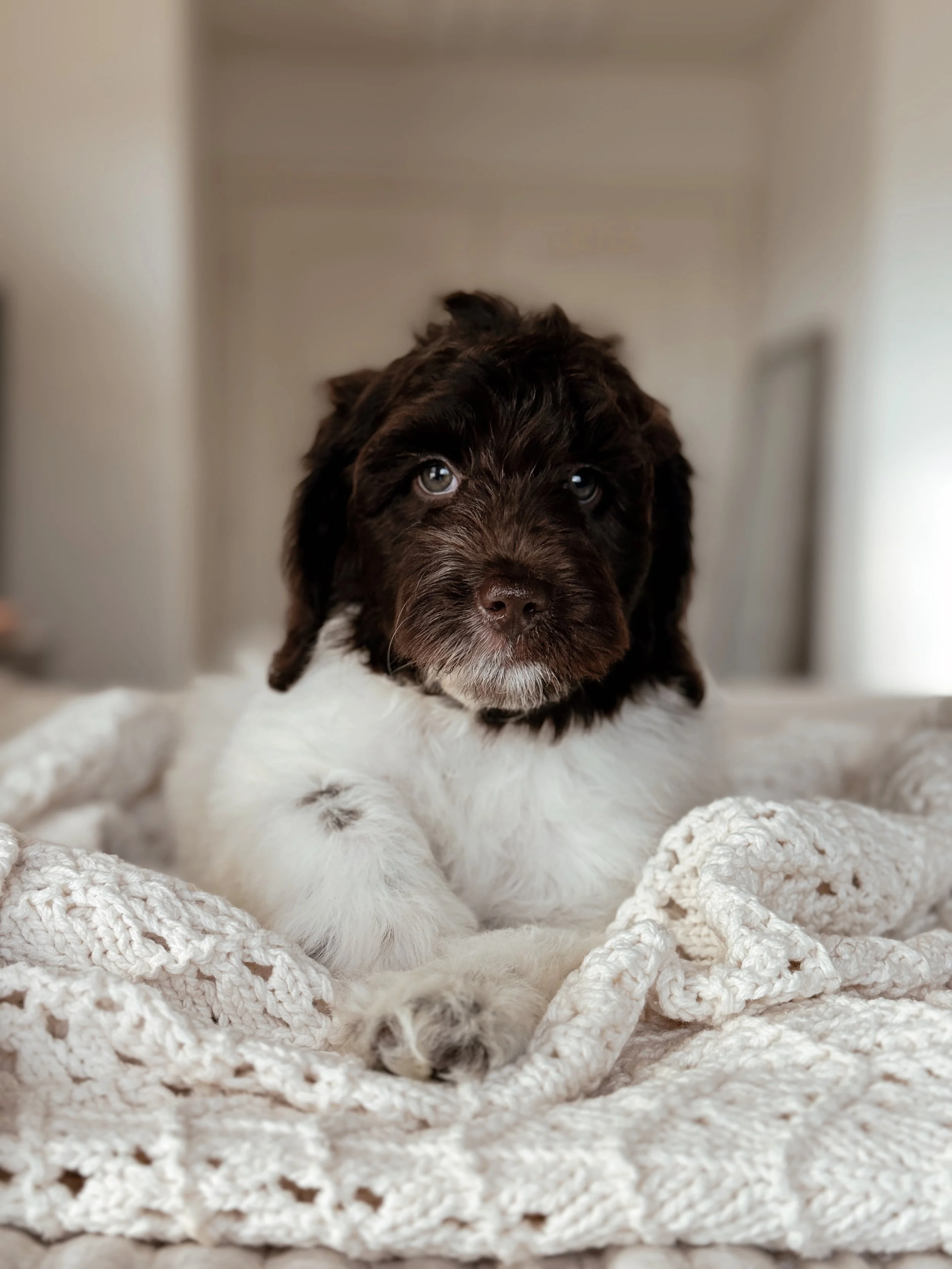 7-week-old Mini Bernedoodle puppy Rocky posing for his puppy portrait