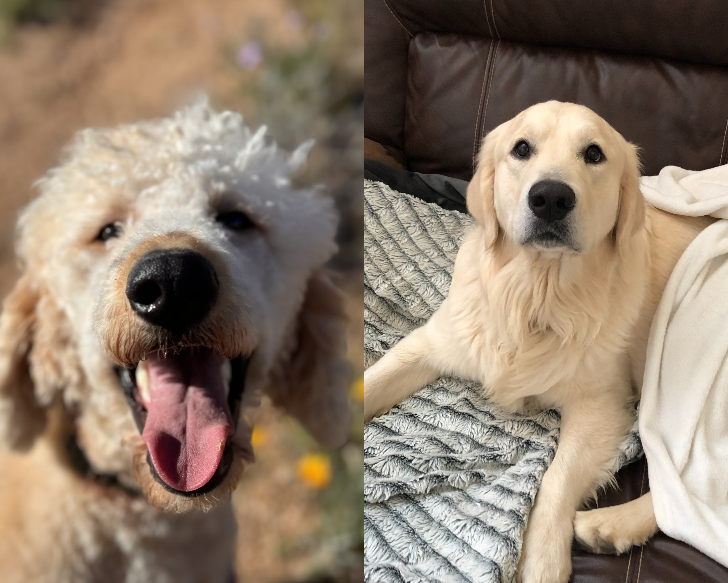 Multigen Goldendoodle and Golden Retriever Puppies